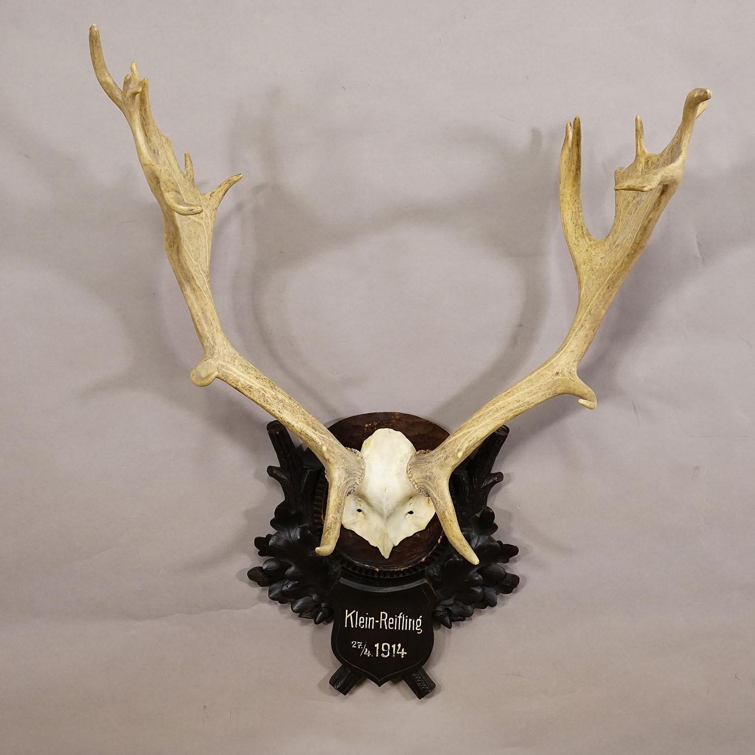 Hand-Carved Large Black Forest Fallow Deer Trophy on Wooden Plaque 1914