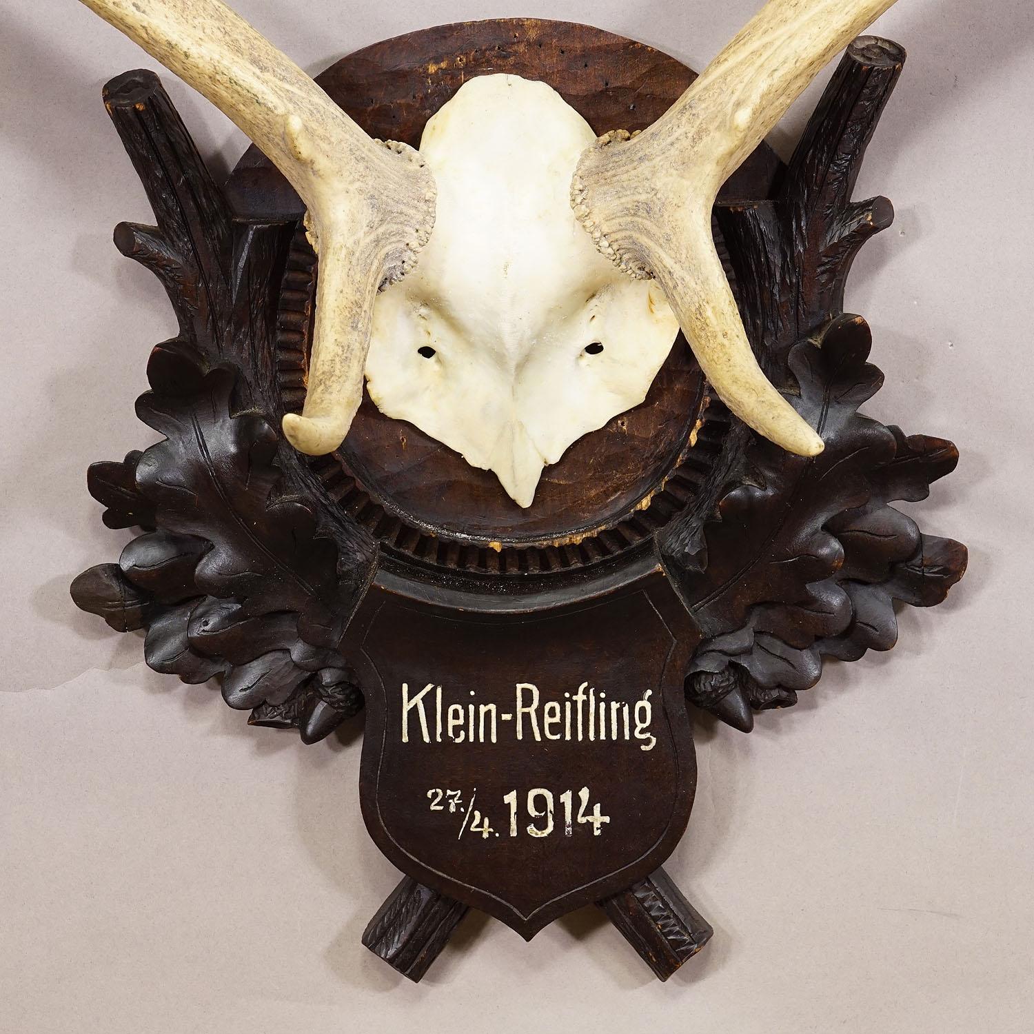 Large Black Forest Fallow Deer Trophy on Wooden Plaque 1914 In Good Condition In Berghuelen, DE