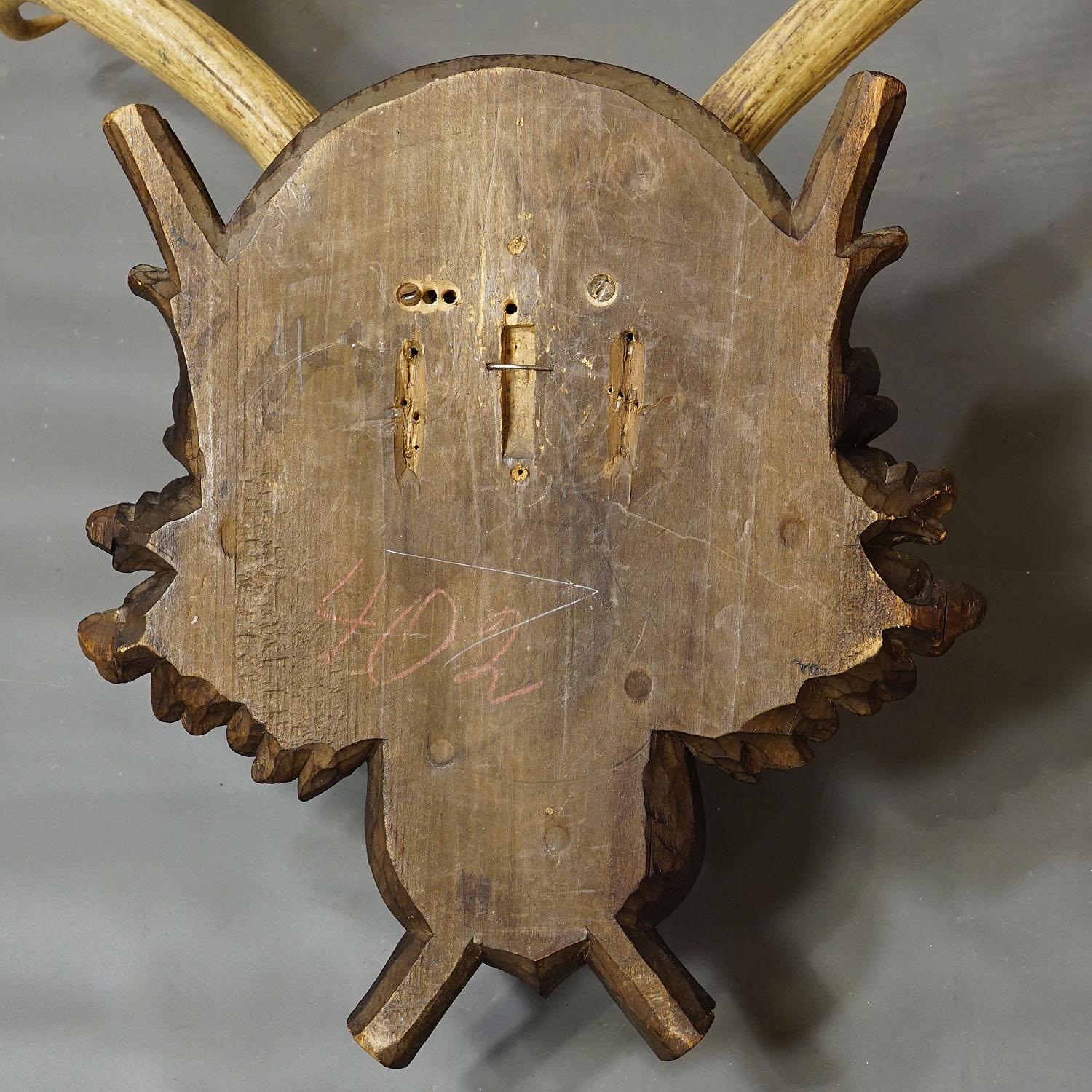 20th Century Large Black Forest Fallow Deer Trophy on Wooden Plaque 1914