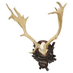 Large Black Forest Fallow Deer Trophy on Wooden Plaque 1914