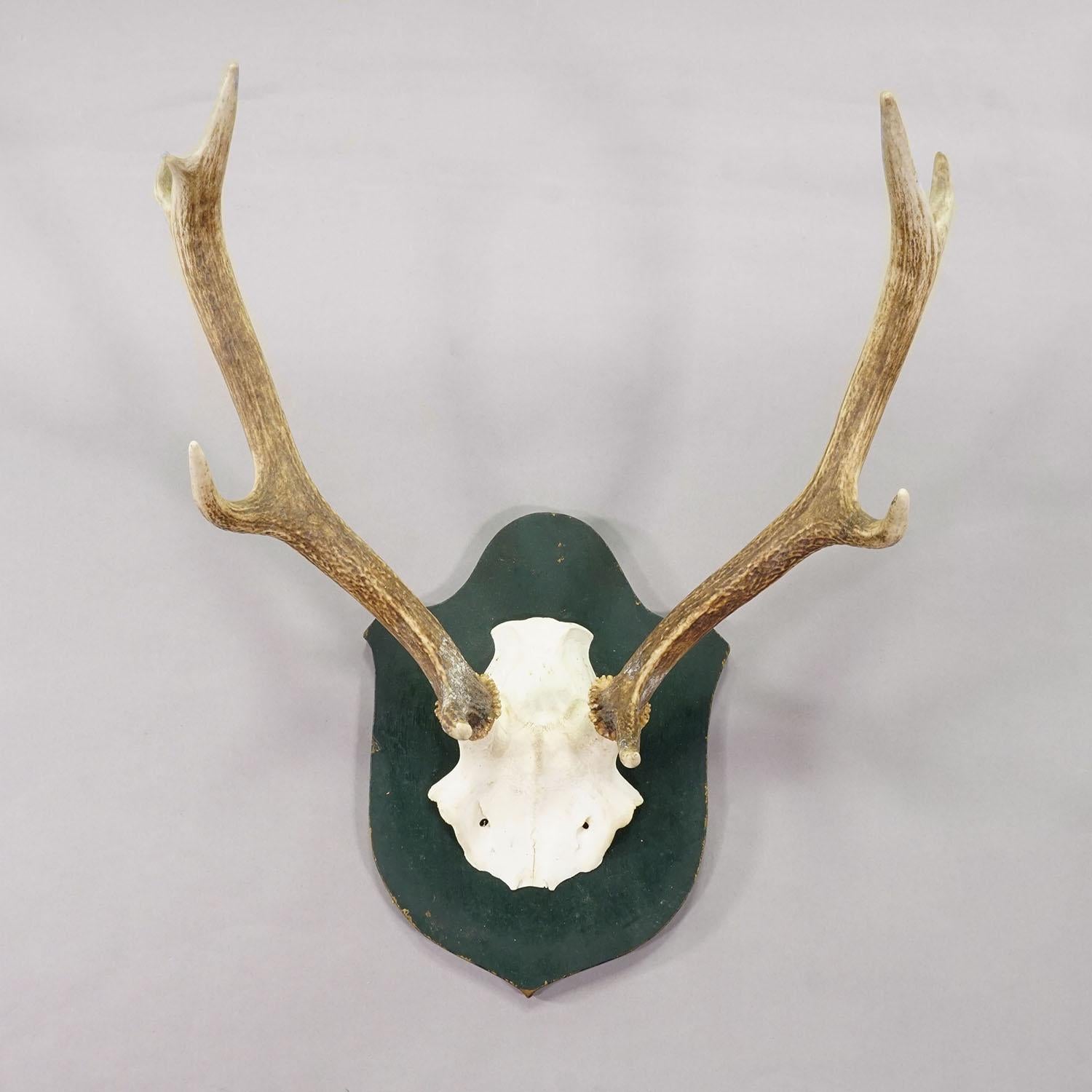 Große Black Forest Rotwildtrophäe auf geschnitzter Plakette - Deutschland 1920

Eine antike Trophäe des ungleichen 10-Zeiger-Rothirsches (Cervus elaphus) aus Schloss Salem in Süddeutschland. 1920 von einem Mitglied der fürstlichen Familie von Baden