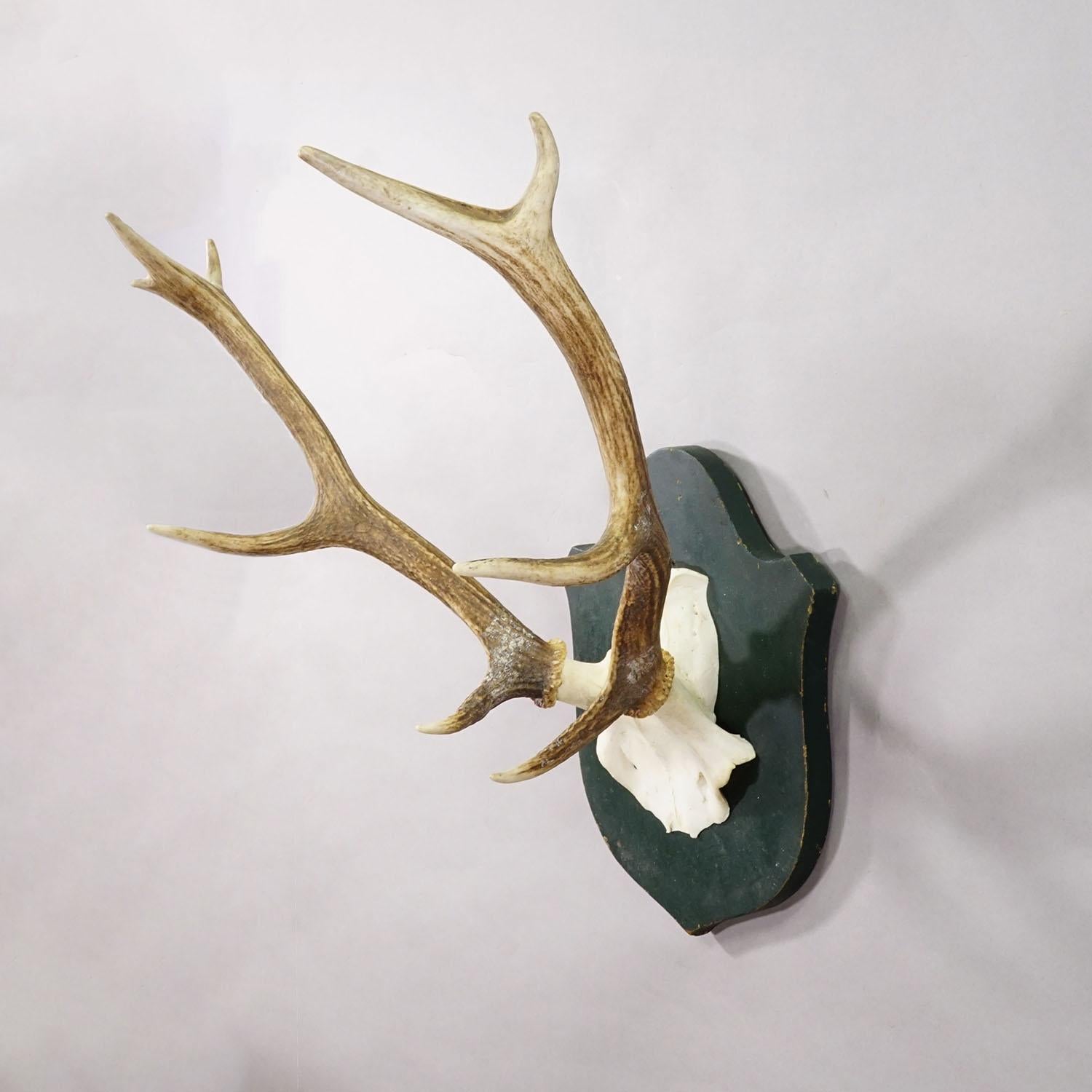 Große Black Forest Rotwildtrophäe auf geschnitzter Plakette - Deutschland 1920 (Schwarzwald) im Angebot