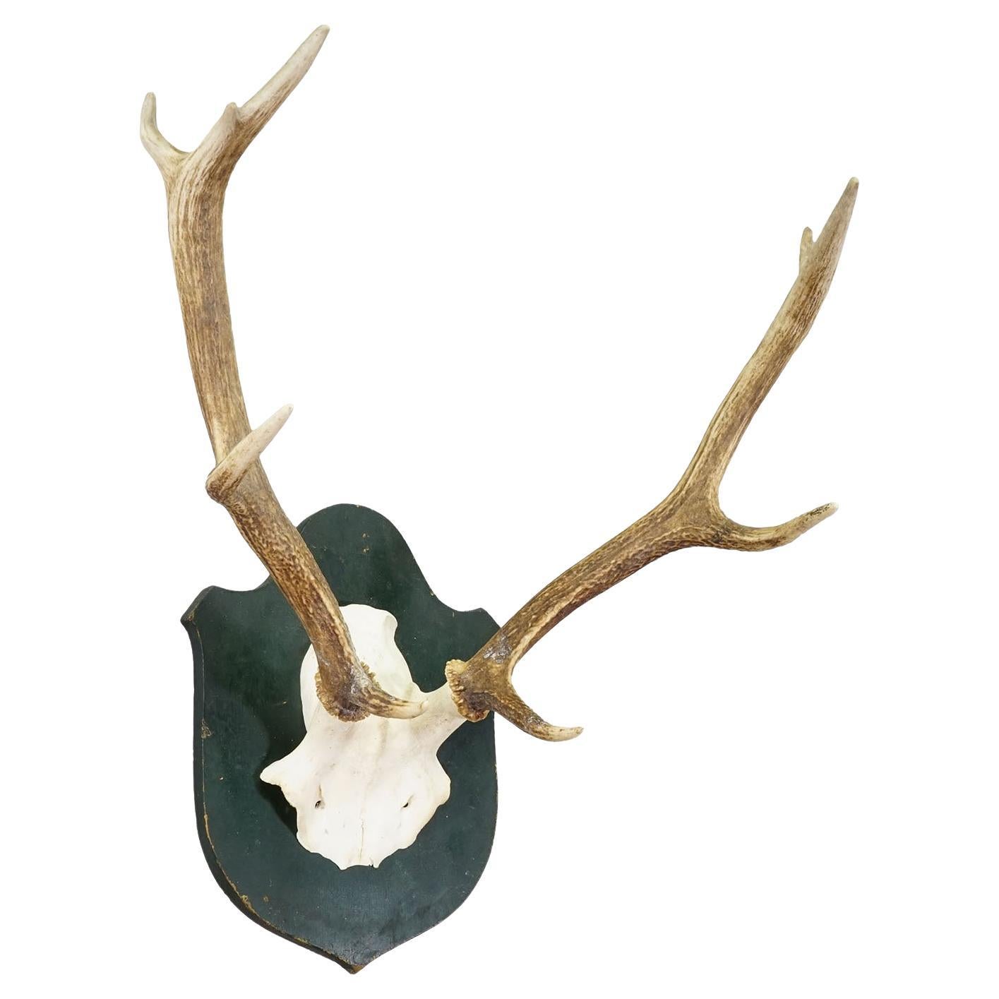 Grand trophée de cerf rouge de la forêt noire sur plaque sculptée - Allemagne 1920