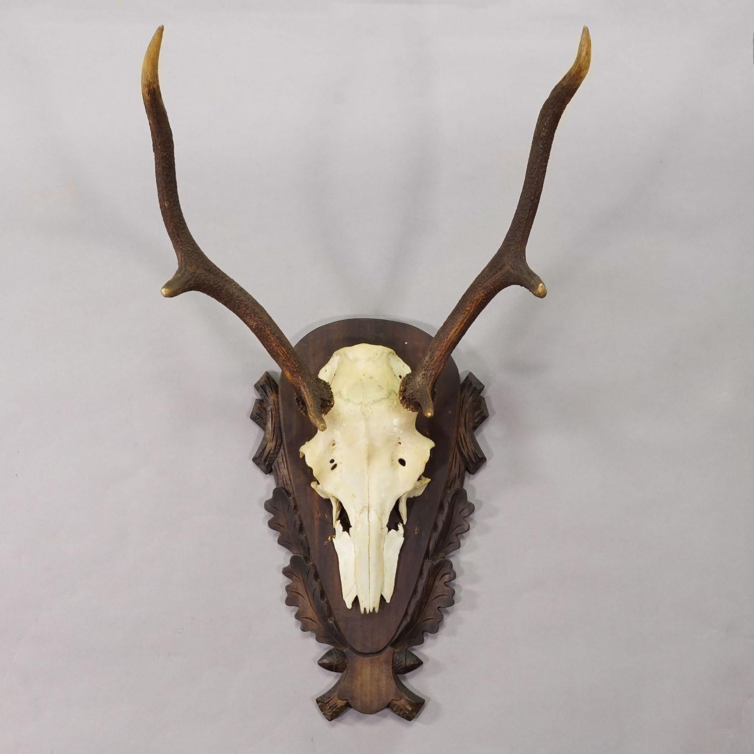 Große Black Forest Rotwildtrophäe auf geschnitzter Plakette - Deutschland 1930

Eine große 6-Zeiger-Rothirschtrophäe (Cervus elaphus) aus Deutschland, montiert auf einer gebeizten Holztafel mit kunstvollen Schnitzereien von Eichenblättern und