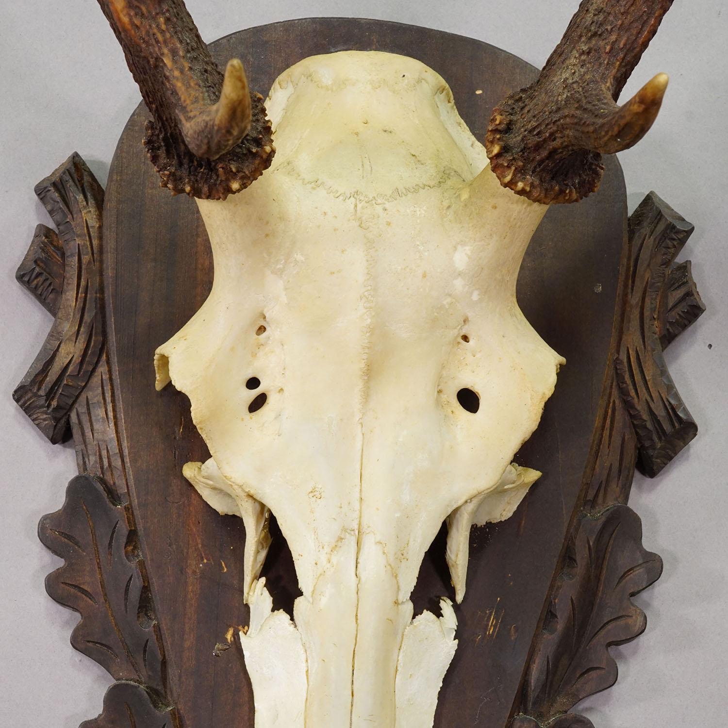 Große Black Forest Rotwildtrophäe auf geschnitzter Plakette - Deutschland 1930 im Zustand „Gut“ im Angebot in Berghuelen, DE