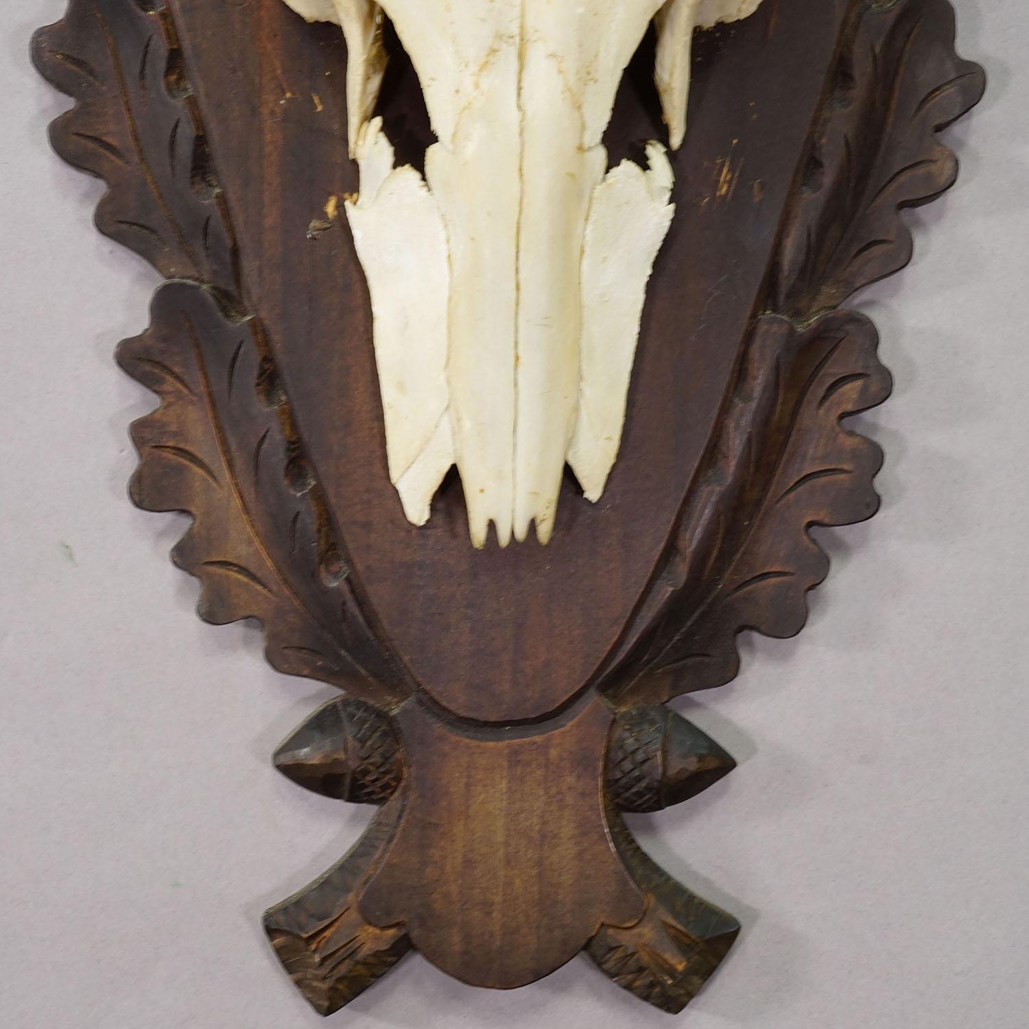 Große Black Forest Rotwildtrophäe auf geschnitzter Plakette - Deutschland 1930 (Mitte des 20. Jahrhunderts) im Angebot