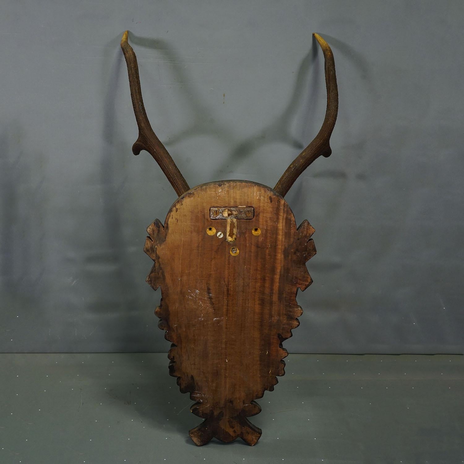 Große Black Forest Rotwildtrophäe auf geschnitzter Plakette - Deutschland 1930 im Angebot 1