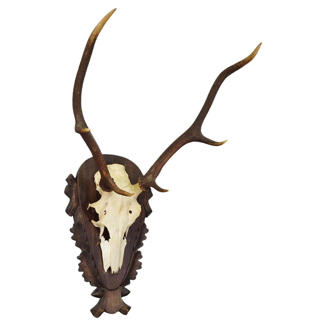 Grand trophée de cerf rouge de la forêt noire sur plaque sculptée - Allemagne 1930