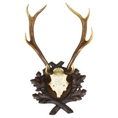Grand trophée de cerf rouge de Black Forest sur plaque sculptée - Allemagne 1935