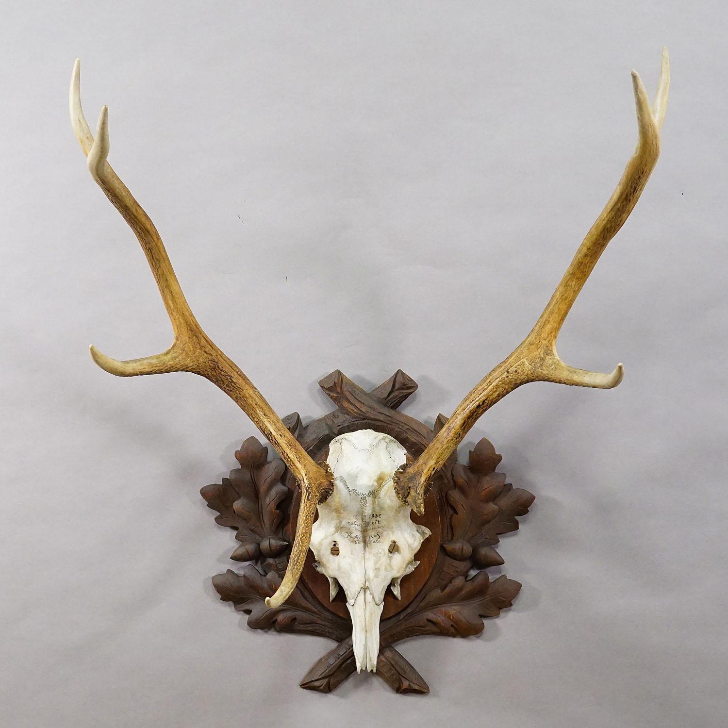 Große Black Forest Rotwildtrophäe auf geschnitzter Plakette - Deutschland 1937

Eine große 8-Zeiger-Rothirschtrophäe (Cervus elaphus) aus der Oberpfalz in Bayern, montiert auf einer braunen Holzplatte mit kunstvollen Eichel- und Blattschnitzereien.
