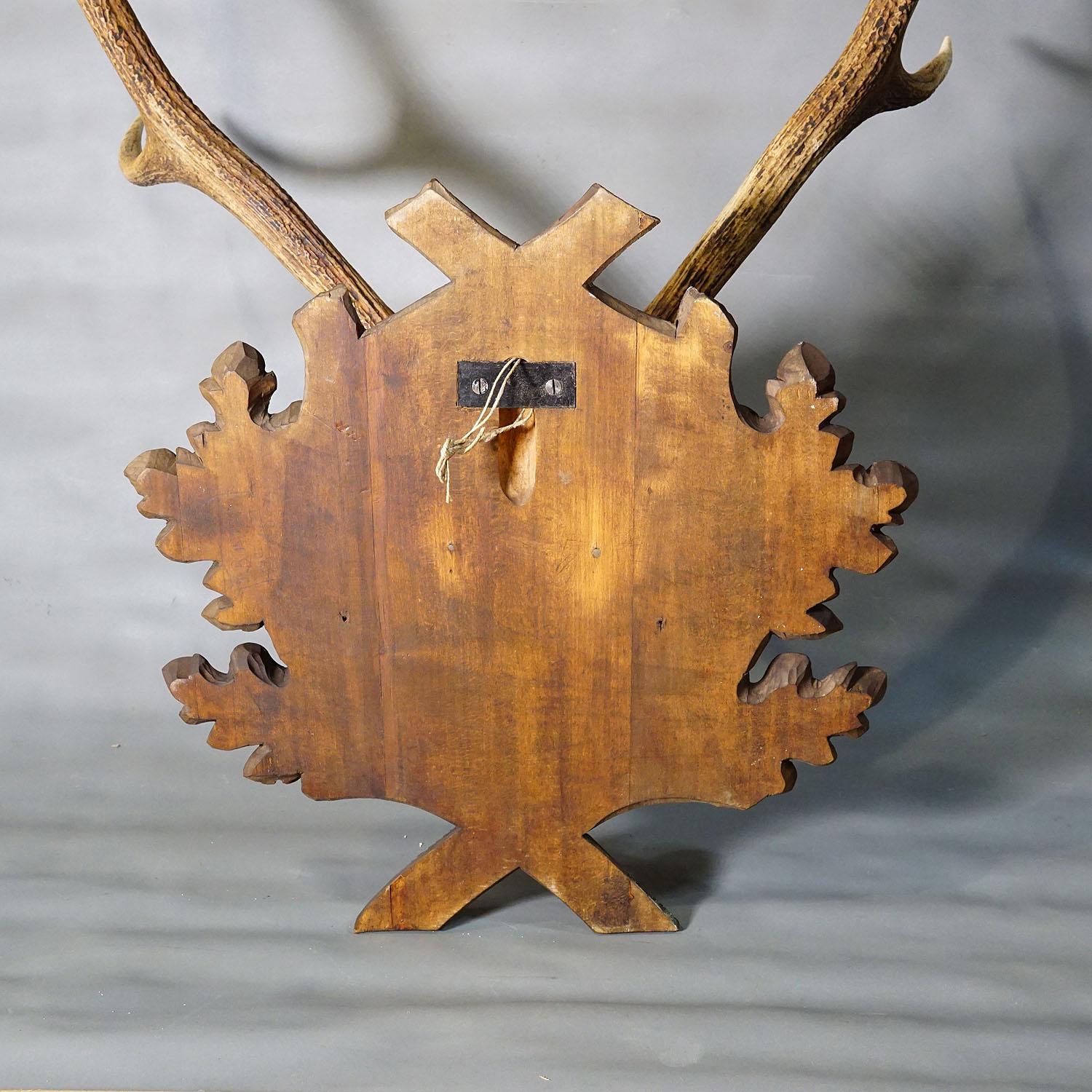 Gran trofeo de ciervo de la Black Forest en placa tallada - Alemania 1938 Asta en venta