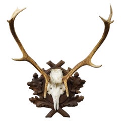 Large Black Forest Red Deer Trophy on Carved Plaque - Germany 1938