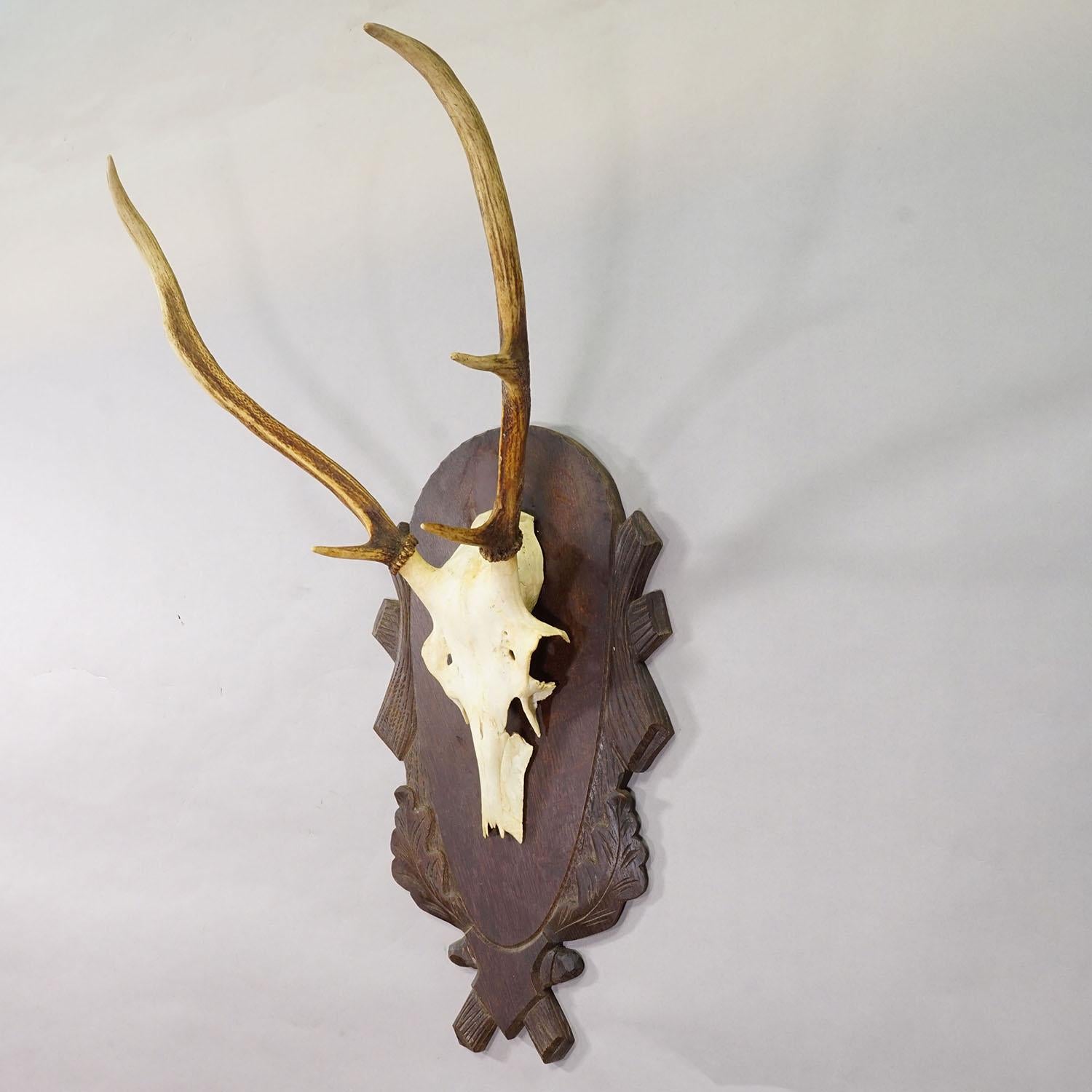 Forêt-Noire Grand trophée de cerf rouge de Black Forest sur plaque sculptée - Allemagne vers 1935 en vente