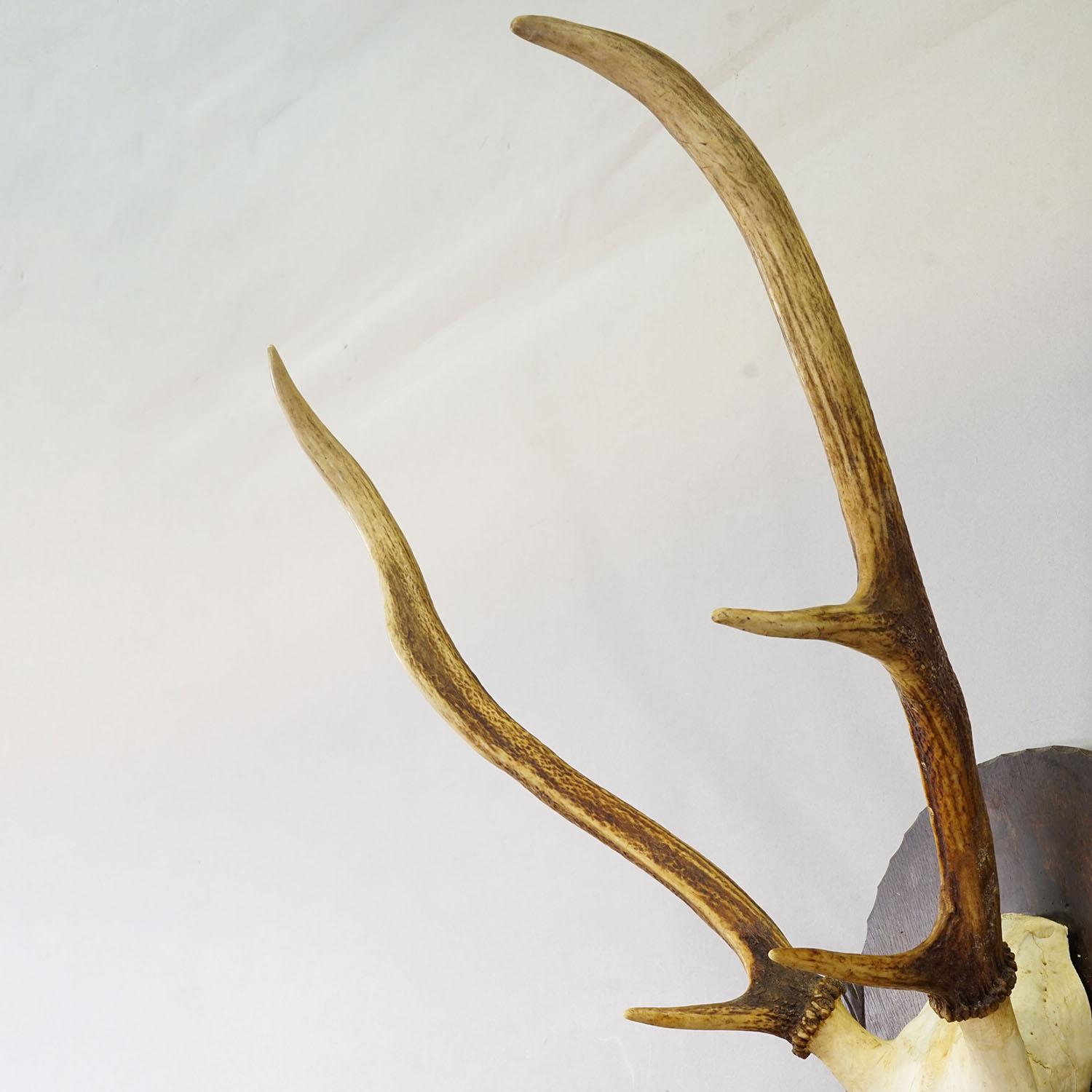 Allemand Grand trophée de cerf rouge de Black Forest sur plaque sculpt�ée - Allemagne vers 1935 en vente