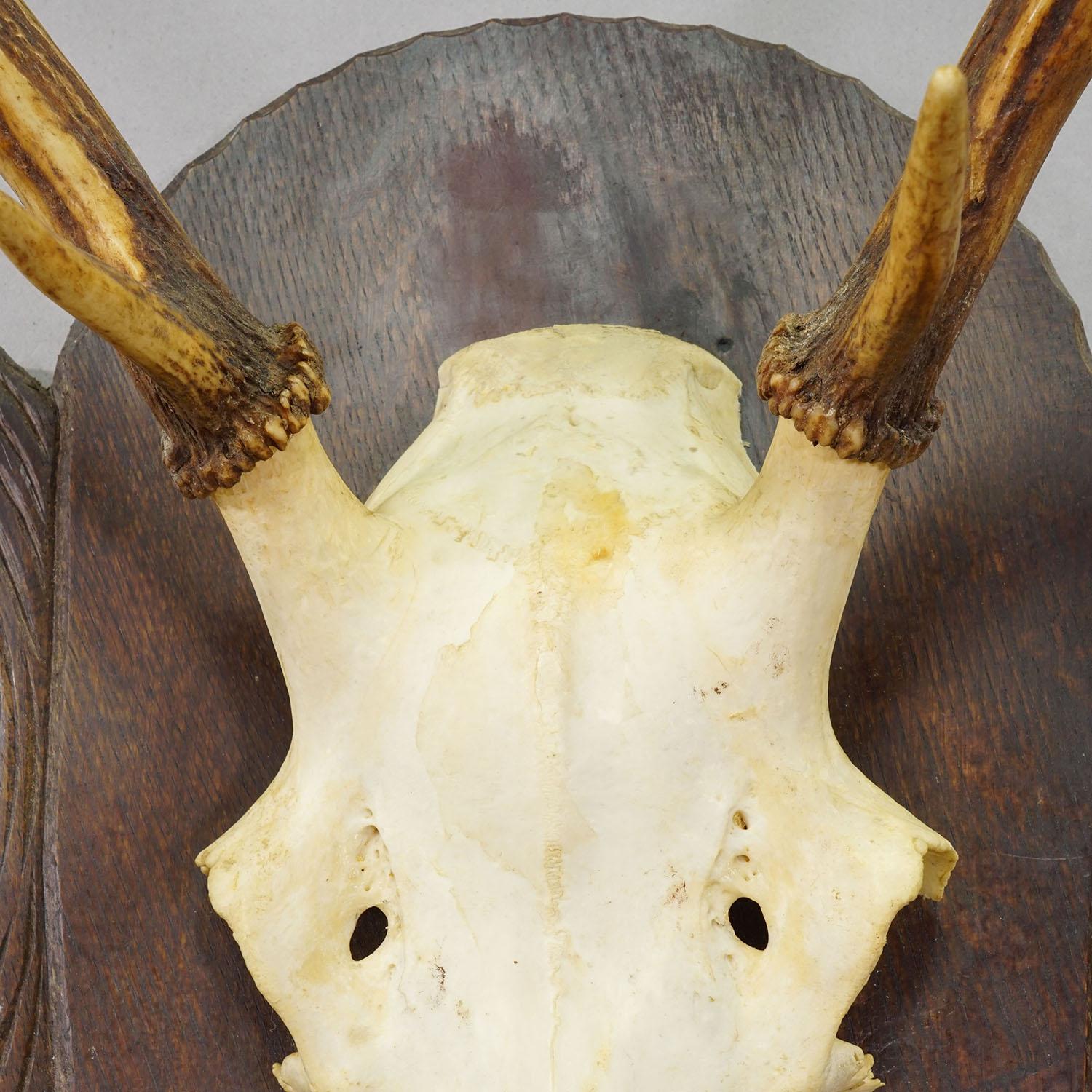 Grand trophée de cerf rouge de Black Forest sur plaque sculptée - Allemagne vers 1935 Bon état - En vente à Berghuelen, DE