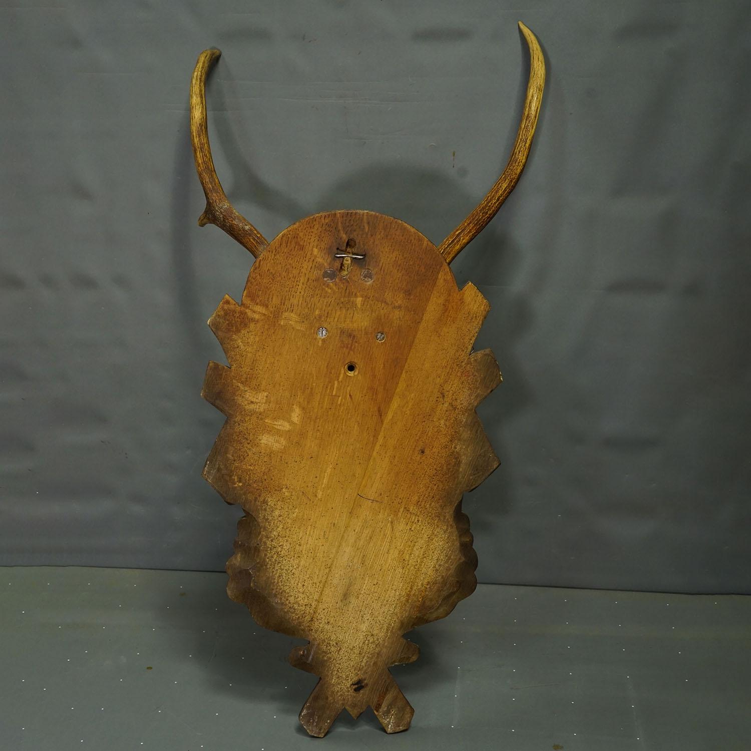 Grand trophée de cerf rouge de Black Forest sur plaque sculptée - Allemagne vers 1935 en vente 1