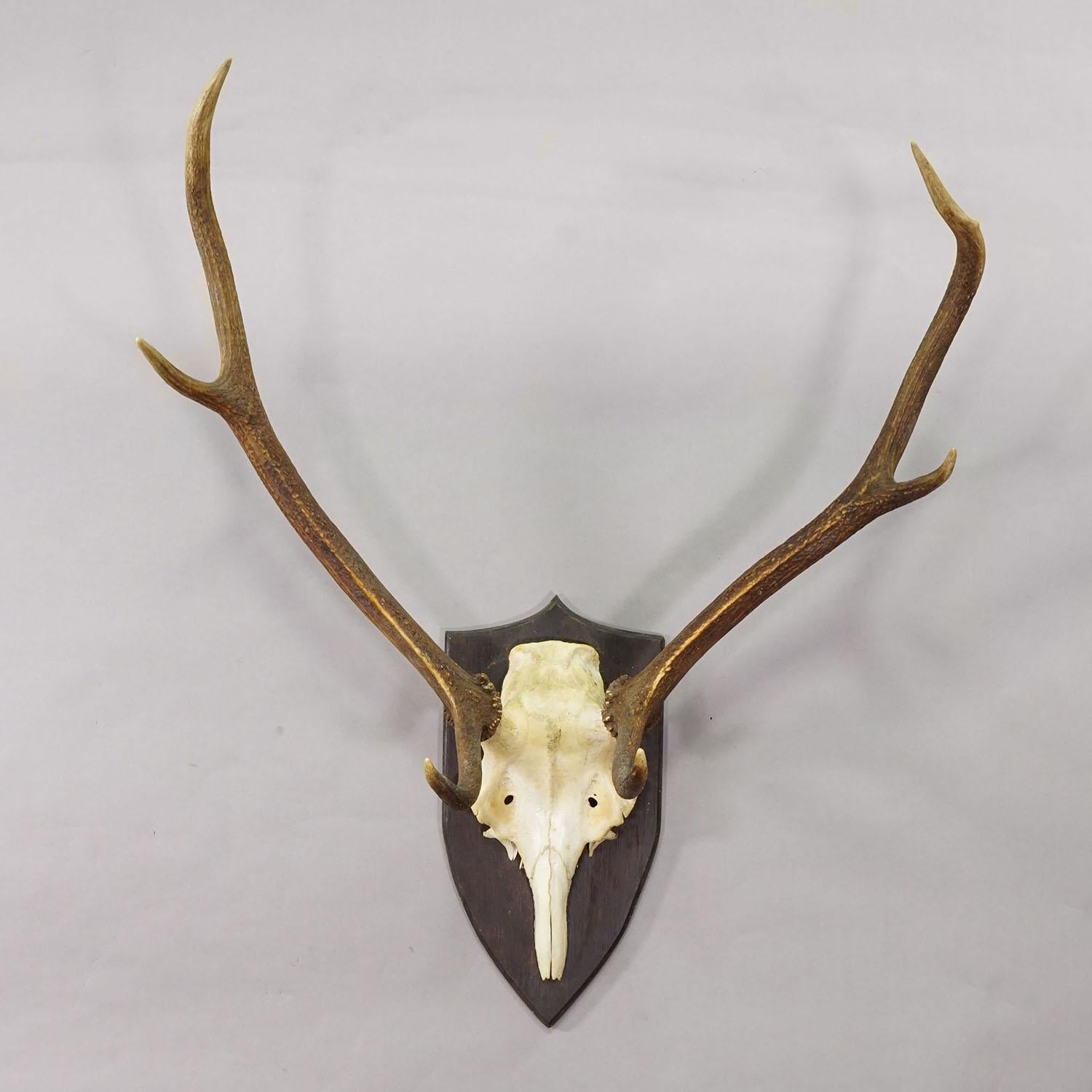 Große Black Forest Rotwildtrophäe auf gedrechselter Plakette - Deutschland 1935

Eine große 6-Zeiger-Rothirschtrophäe (Cervus elaphus) aus Deutschland, montiert auf einer gedrehten dunkelbraunen Platte. Die Trophäe wurde um 1935