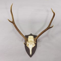 Große Black Forest Rotwildtrophäe auf gedrechselter Plakette - Deutschland 1935