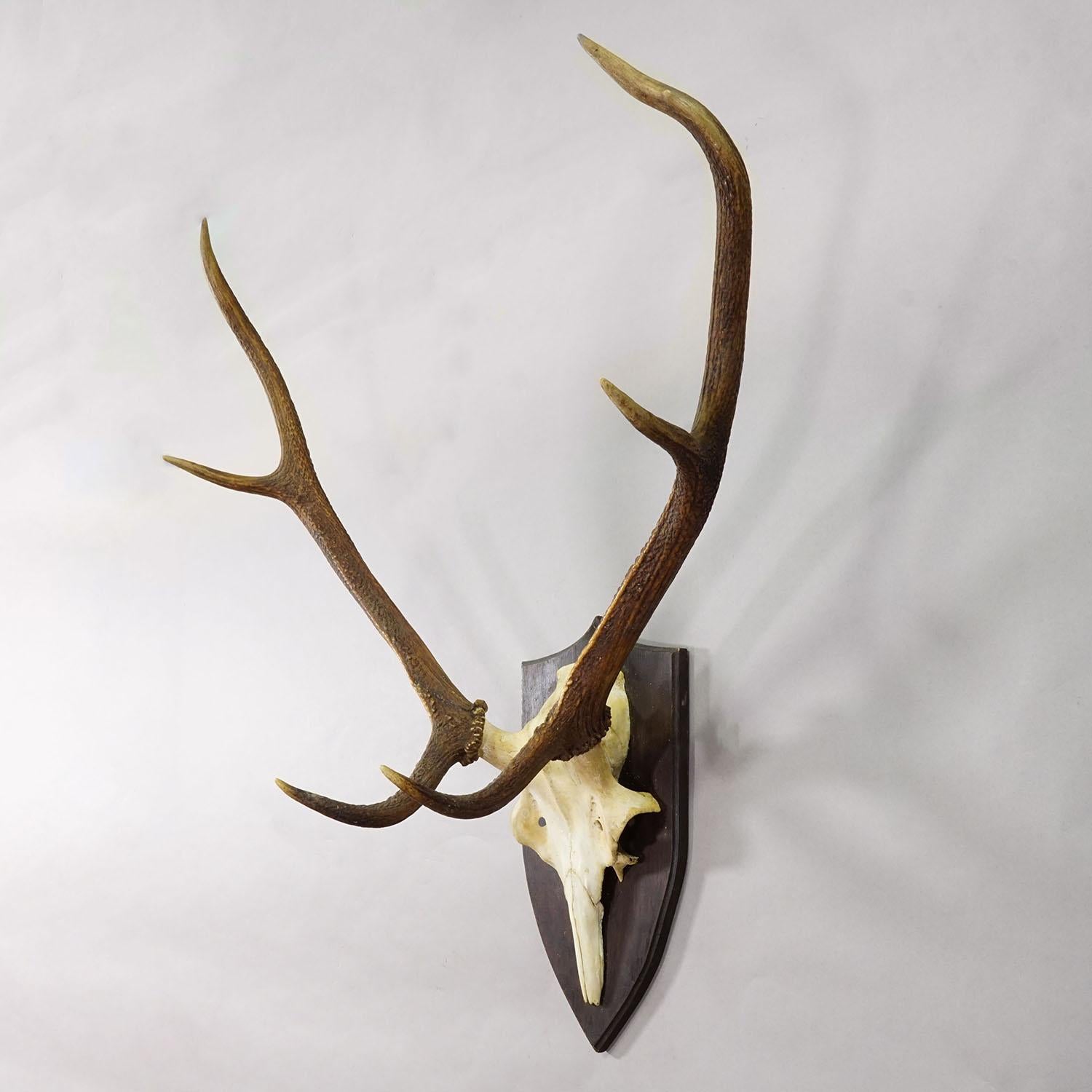 Große Black Forest Rotwildtrophäe auf gedrechselter Plakette - Deutschland 1935 (Schwarzwald) im Angebot