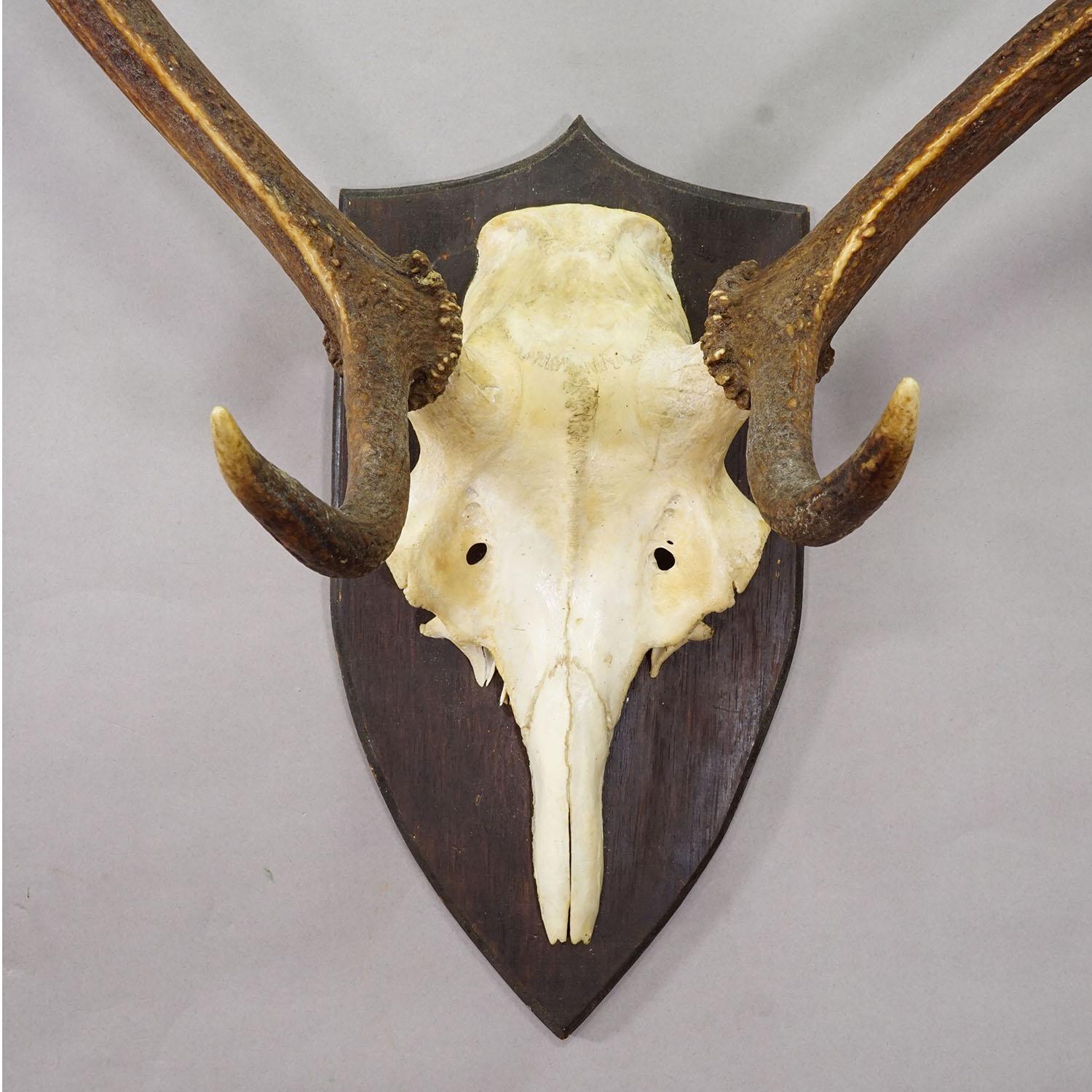 Große Black Forest Rotwildtrophäe auf gedrechselter Plakette - Deutschland 1935 im Zustand „Gut“ im Angebot in Berghuelen, DE