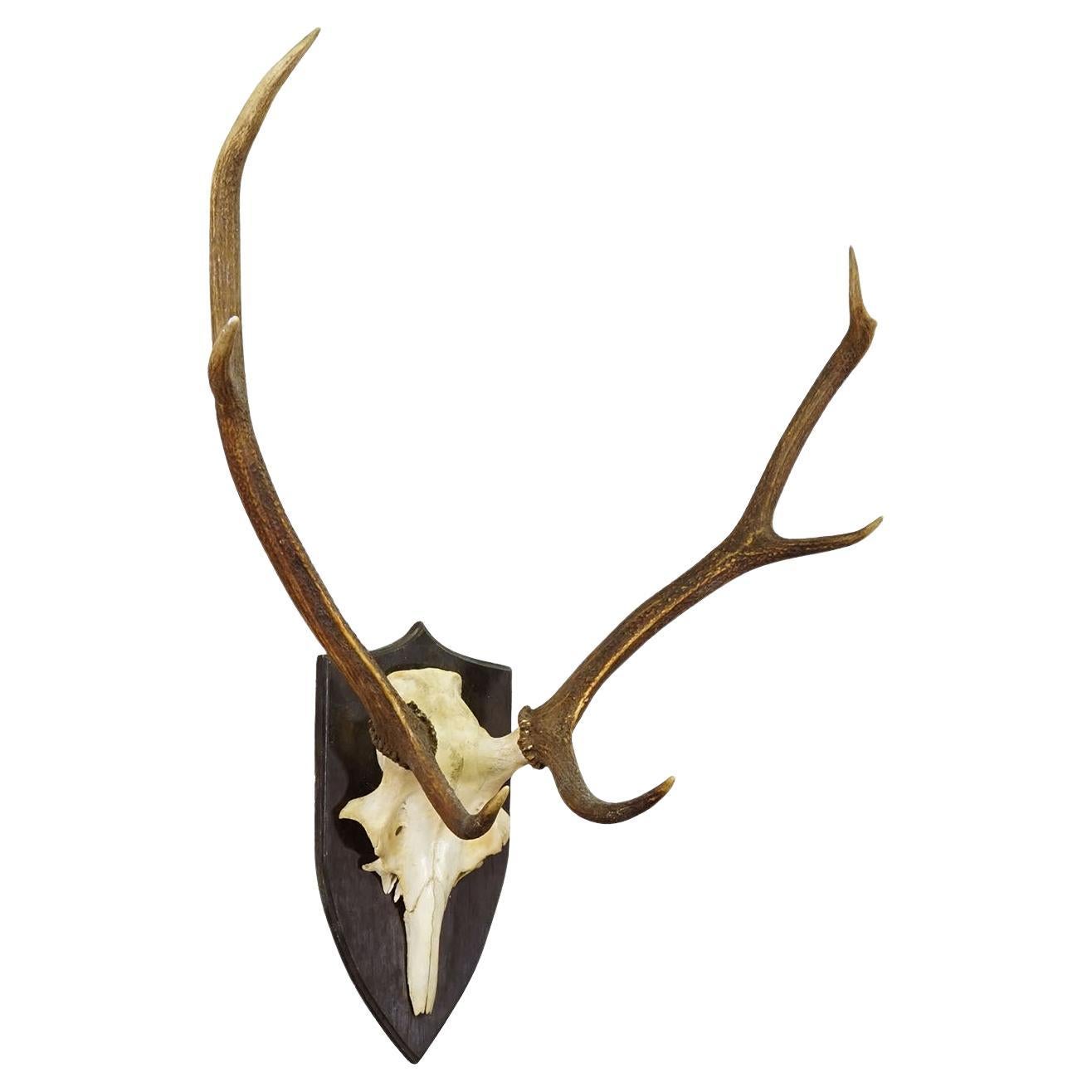 Grand trophée de cerf rouge de Black Forest sur plaque tournée - Allemagne 1935