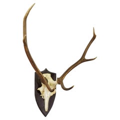 Large Black Forest Red Deer Trophy on Turned Plaque - Germany 1935