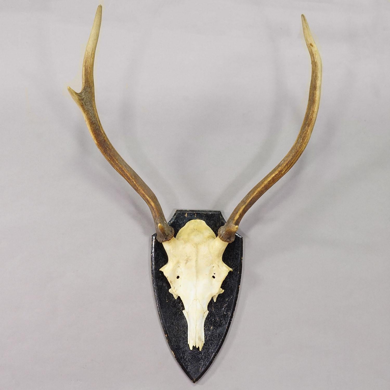 Große Schwarzwälder Rotwildtrophäe auf gedrechselter Plakette - Deutschland ca. 1920

Eine große ungleiche 6-Zeiger-Rothirschtrophäe (Cervus elaphus) aus Süddeutschland, montiert auf einer schwarz gedrechselten Holzplatte. Die Trophäe wurde um 1920