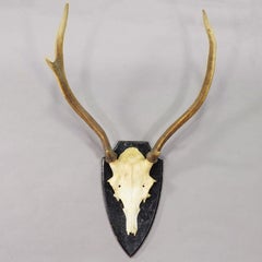 Large Black Forest Red Deer Trophy on Turned Plaque - Germany ca. 1920