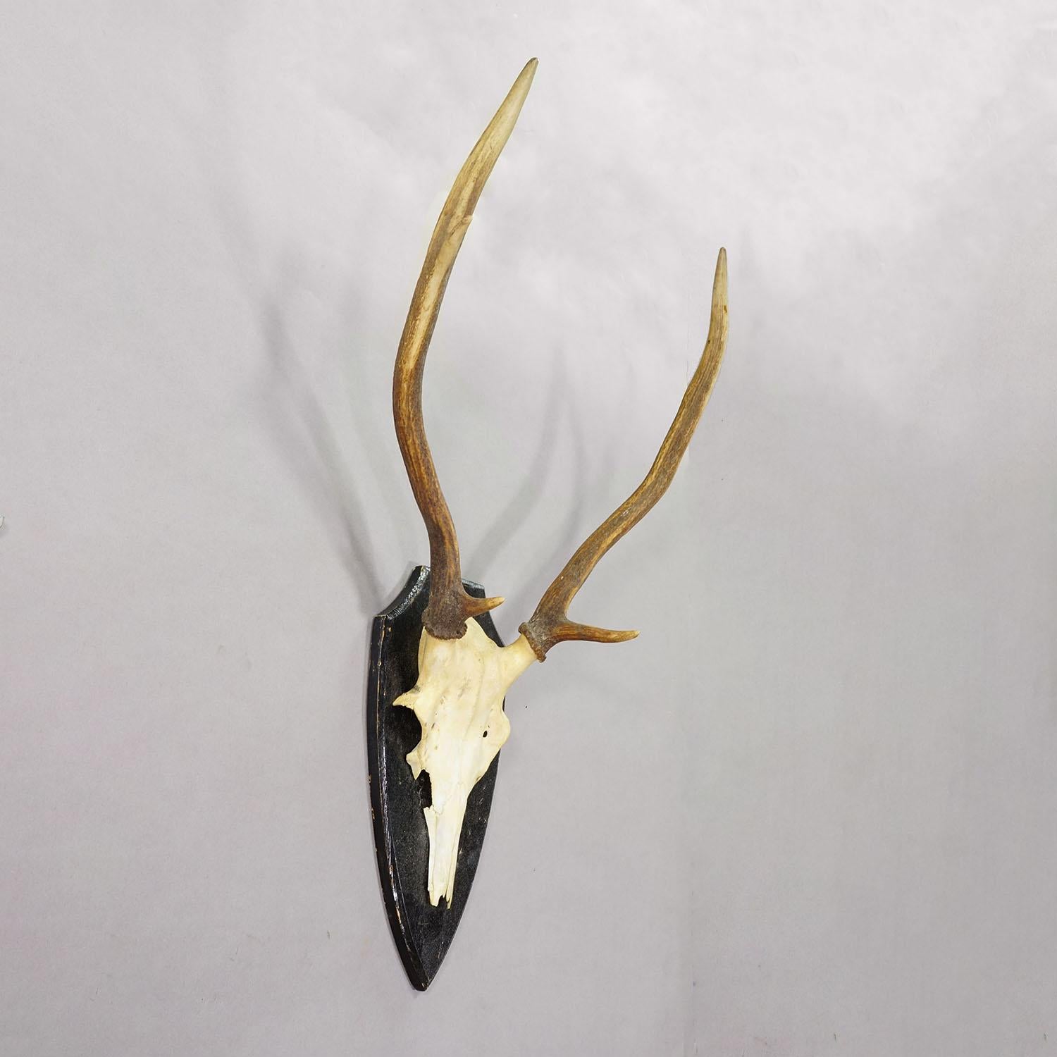 Large Black Forest Red Deer Trophy on Turned Plaque - Germany ca. 1920 (Schwarzwald) im Angebot