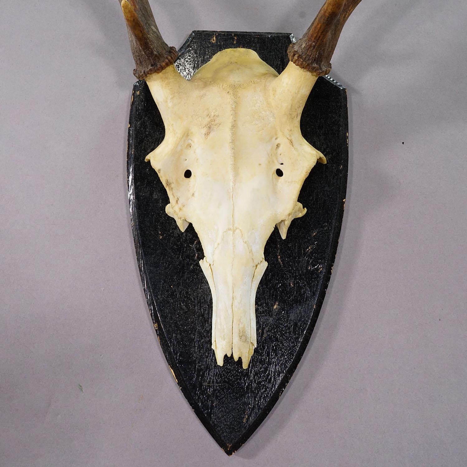 Large Black Forest Red Deer Trophy on Turned Plaque - Germany ca. 1920 (Deutsch) im Angebot