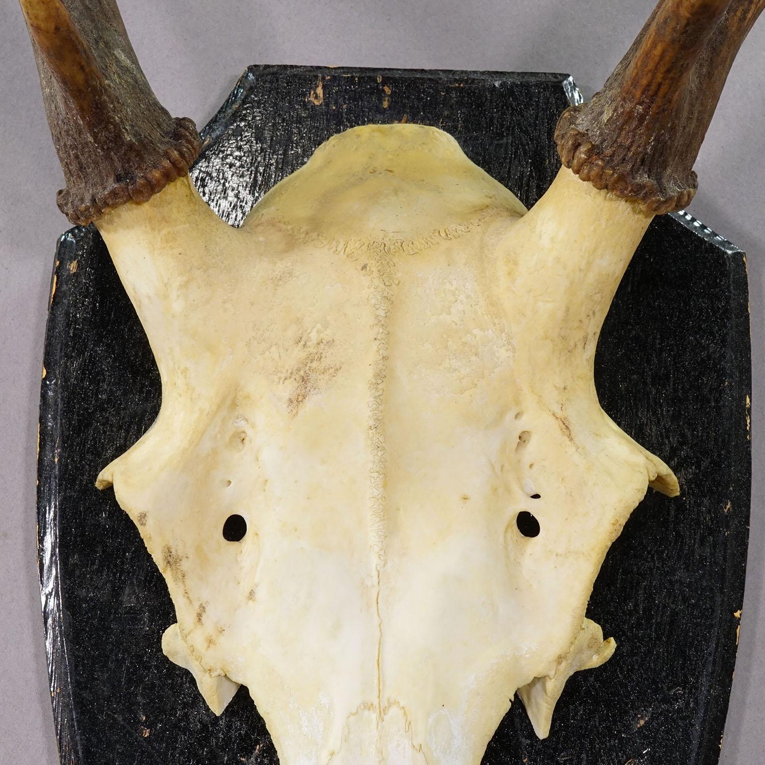 Large Black Forest Red Deer Trophy on Turned Plaque - Germany ca. 1920 im Zustand „Gut“ im Angebot in Berghuelen, DE