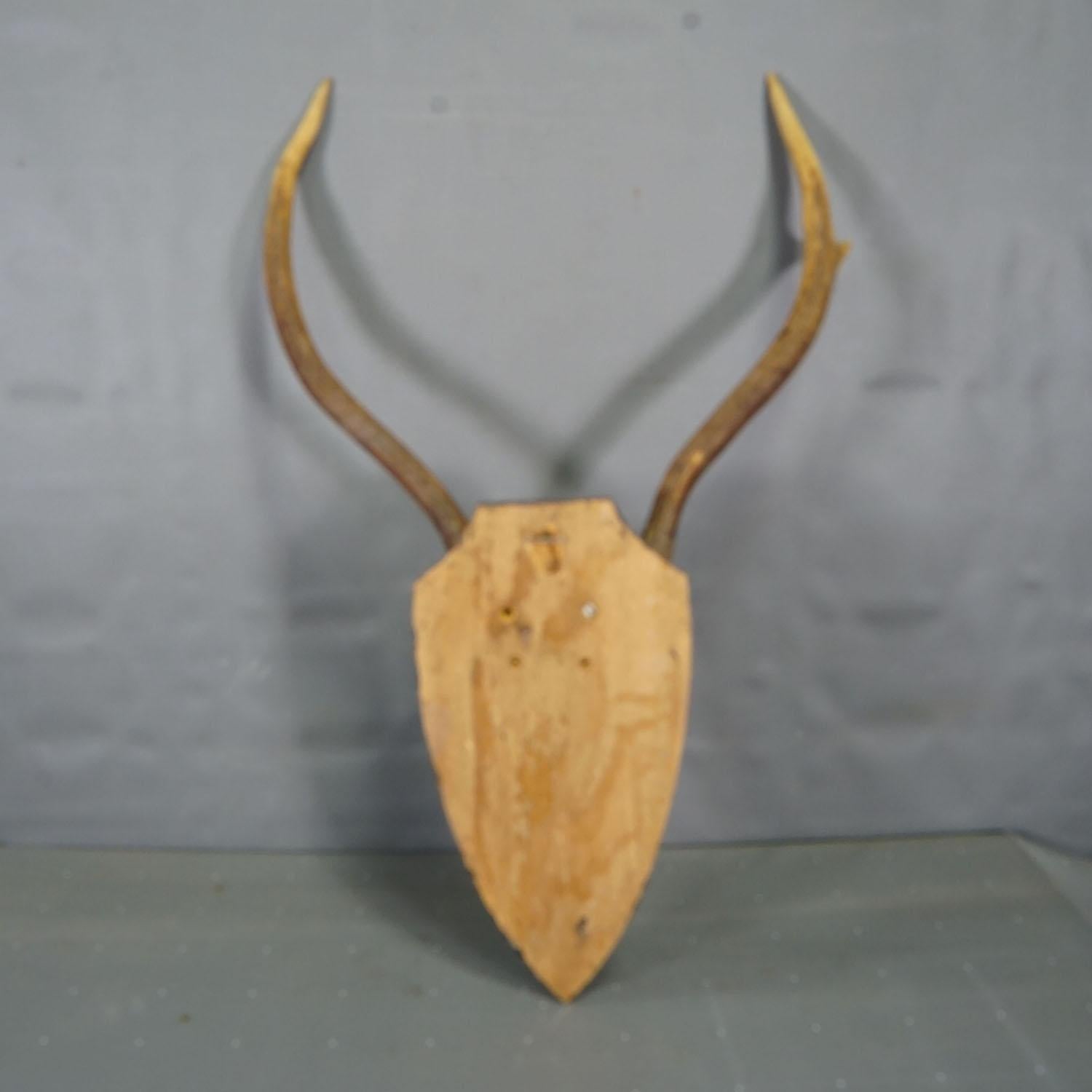 Large Black Forest Red Deer Trophy on Turned Plaque - Germany ca. 1920 (Frühes 20. Jahrhundert) im Angebot
