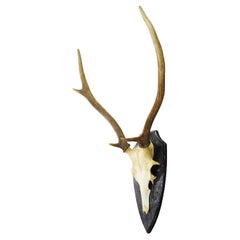 Antler Wall Decorations