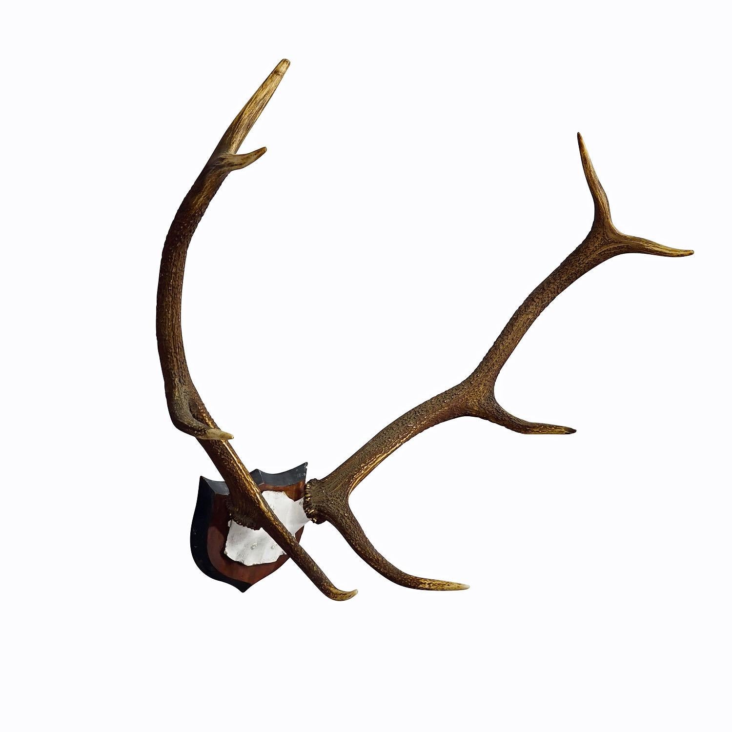 Large Black Forest Red Deer Trophy on Wooden Plaque - Germany ca. 1900s
Item e6955
An antique 8 pointer red deer (Cervus elaphus) trophy from the Black Forest. The trophy was shot around 1900. The large antlers are mounted on a wooden wall plaque