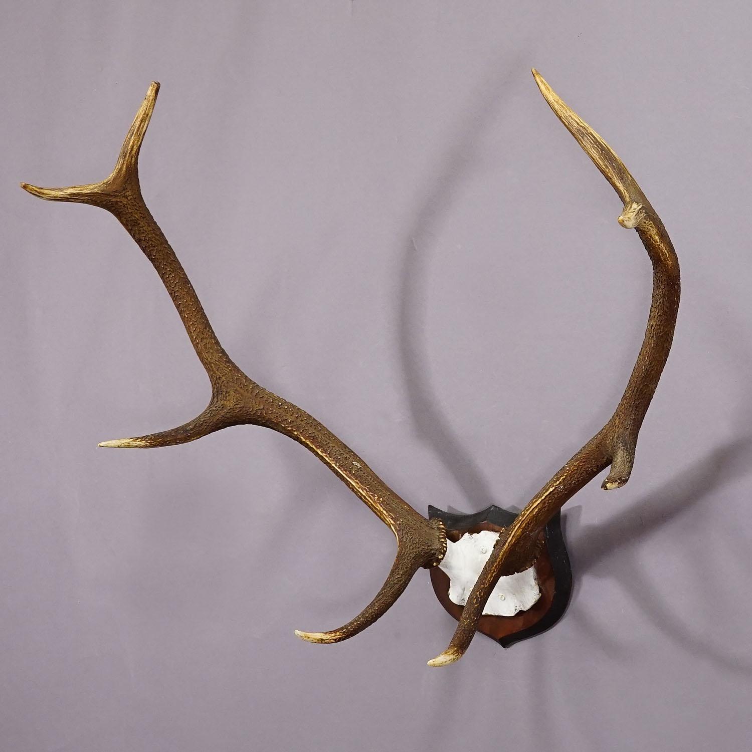 Turned Large Black Forest Red Deer Trophy on Wooden Plaque - Germany ca. 1900s