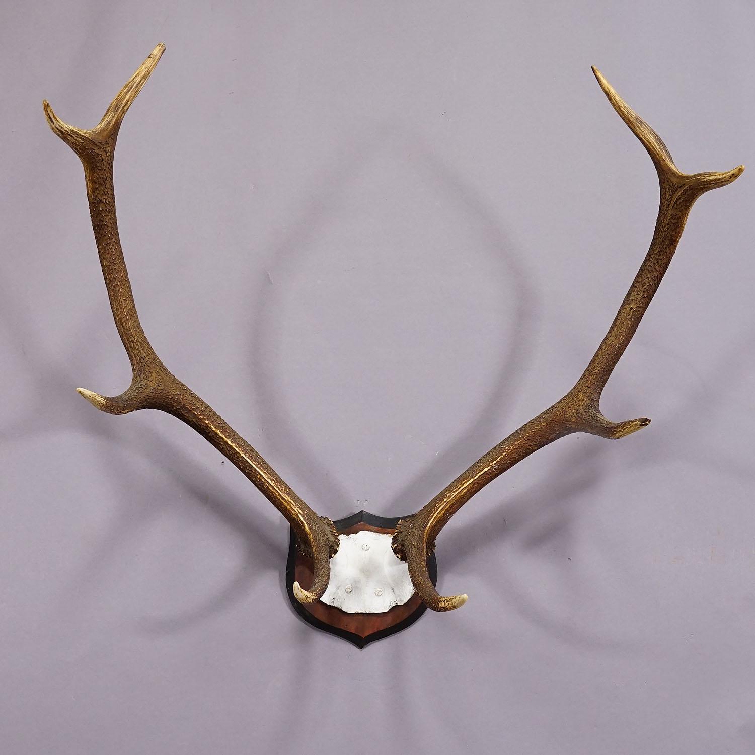20th Century Large Black Forest Red Deer Trophy on Wooden Plaque - Germany ca. 1900s