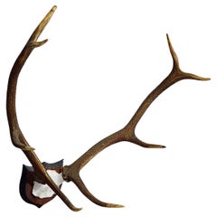 Large Black Forest Red Deer Trophy on Wooden Plaque - Germany ca. 1900s