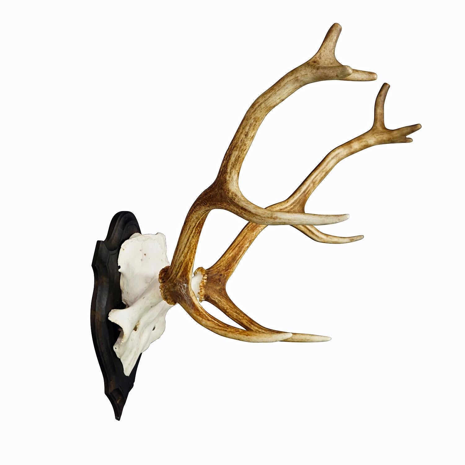 Gran trofeo de ciervo de la Black Forest en placa de madera - Alemania, ca. 1950
Artículo e7344
Trofeo de ciervo rojo (Cervus elaphus) de la Selva Negra. El trofeo fue abatido hacia 1950. Los grandes cuernos están montados en una placa de pared de