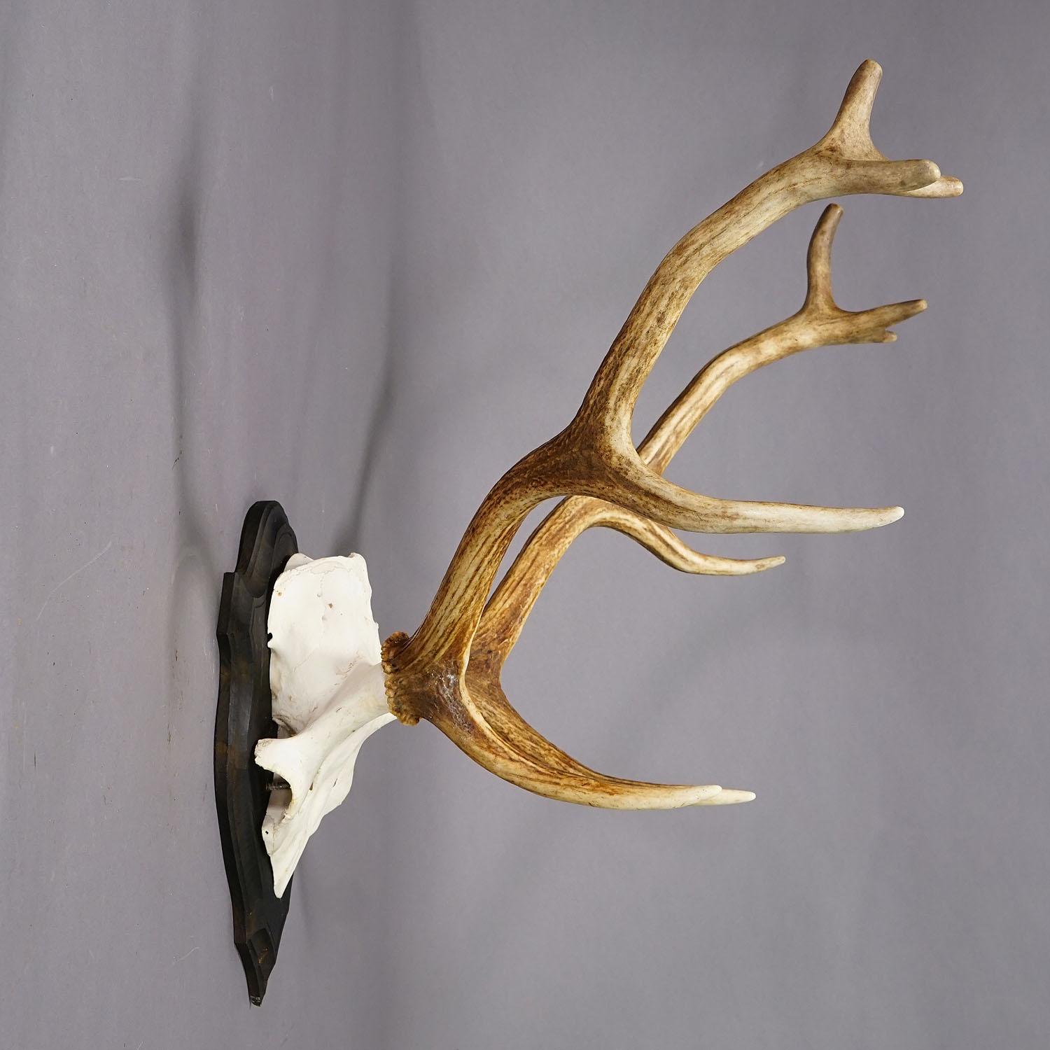Gran trofeo de ciervo de la Black Forest en placa de madera - Alemania, ca. 1950 Bosque negro