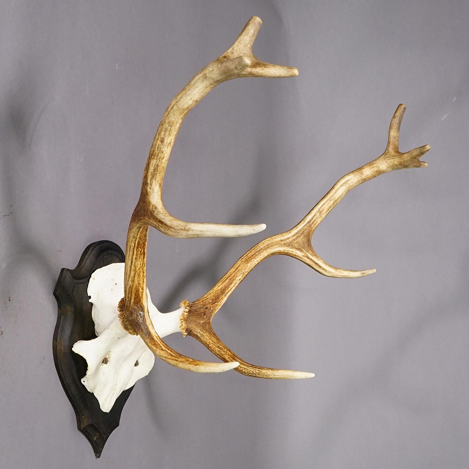 Gran trofeo de ciervo de la Black Forest en placa de madera - Alemania, ca. 1950 Alemán