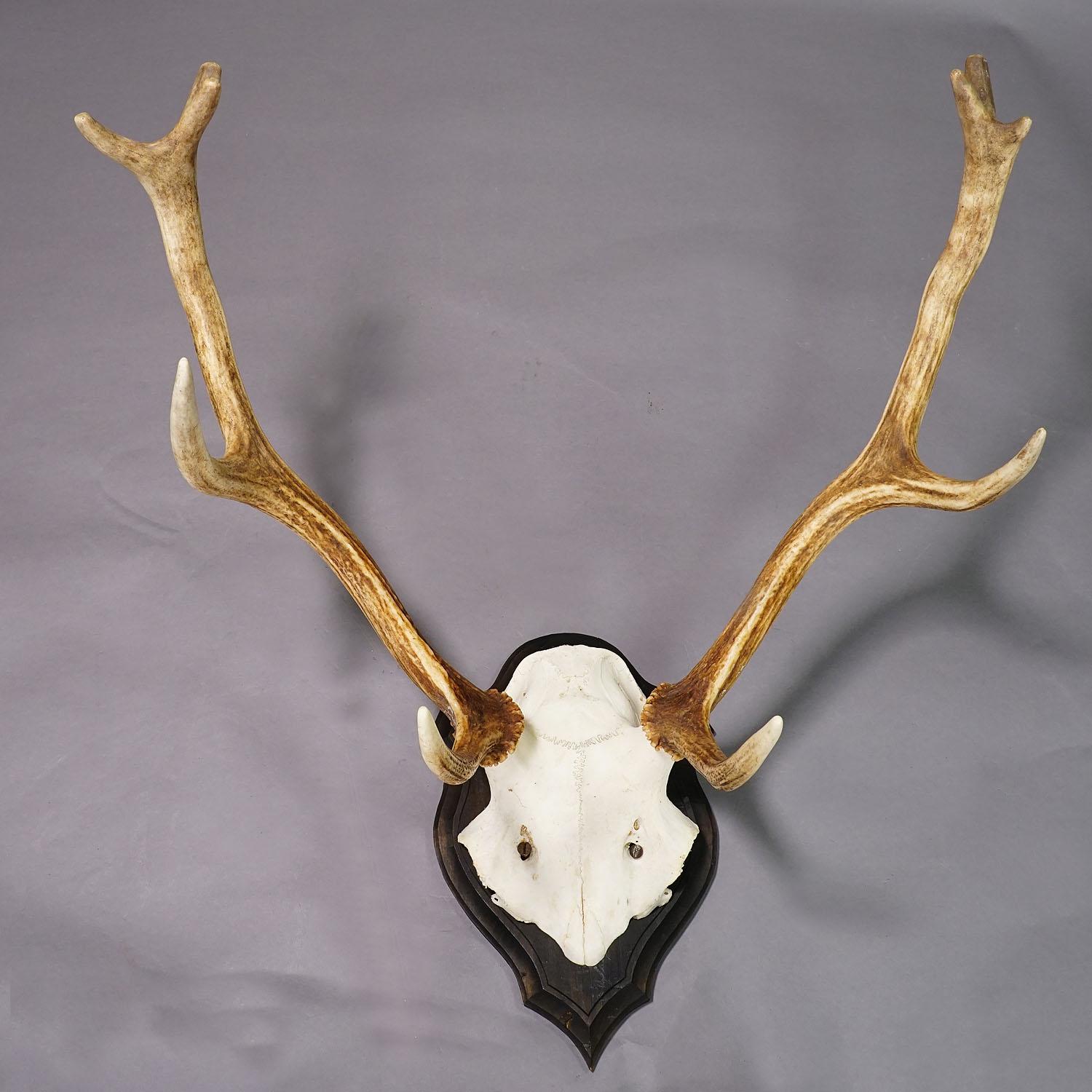 Gran trofeo de ciervo de la Black Forest en placa de madera - Alemania, ca. 1950 Tallado