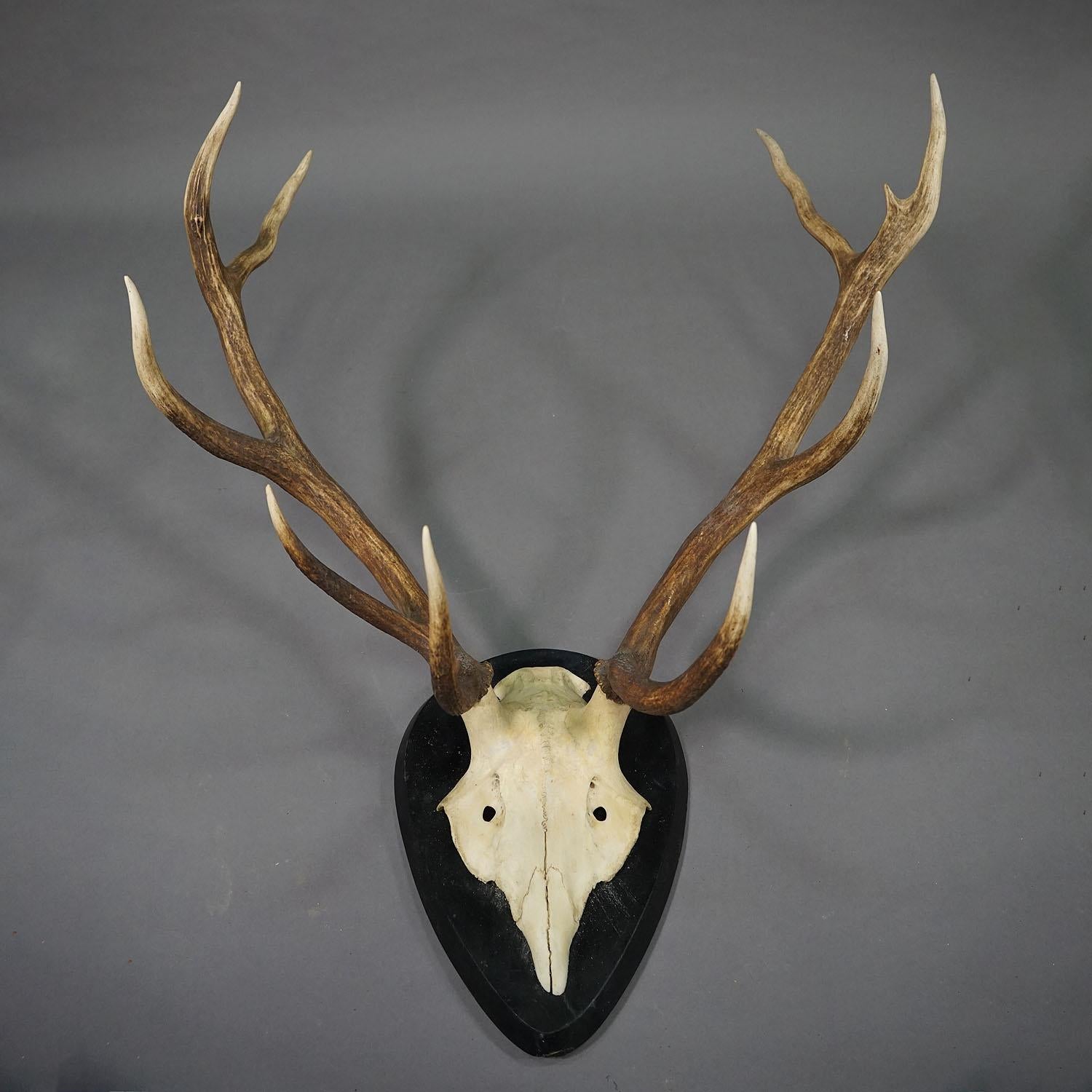 Grande trofeo di cervo della Black Forest su targa di legno - Germania

Un grande trofeo di cervo rosso (Cervus elaphus) di 10 anni proveniente dalla Black Forest, montato su una targa in legno laccato verde scuro. Il trofeo è stato girato intorno