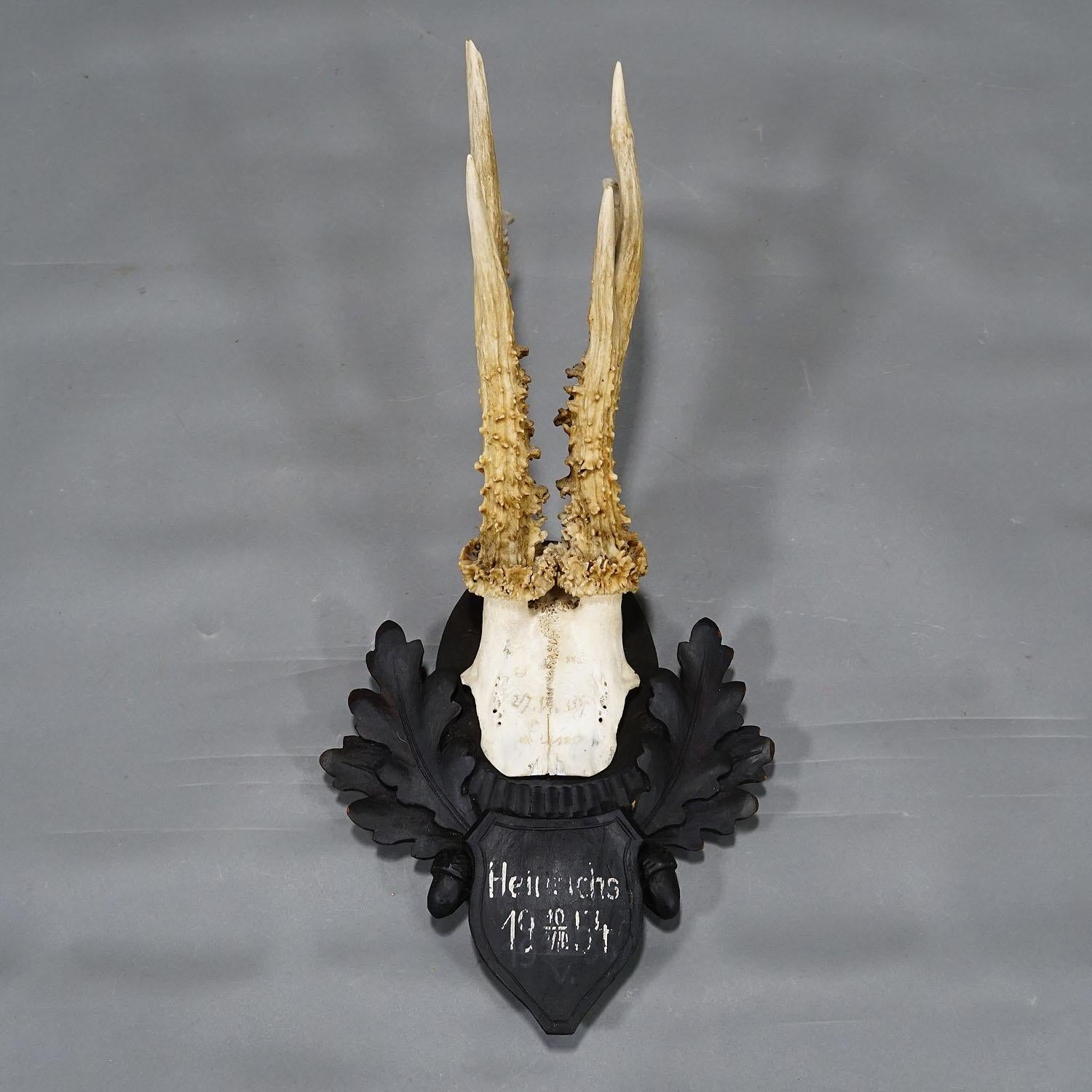 Allemand Grand trophée de chevreuil de la forêt noire sur plaque sculptée 1954 en vente