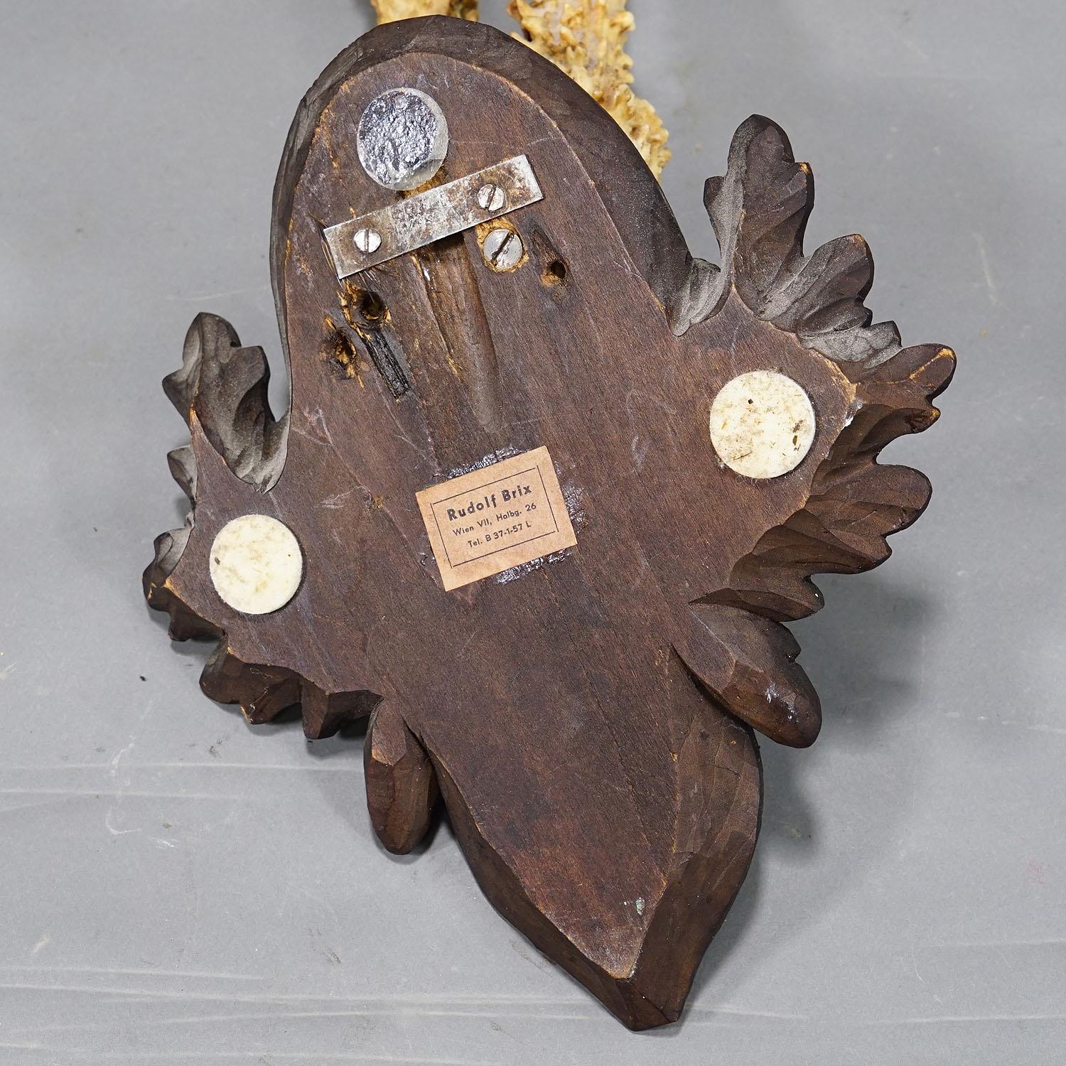 Large Black Forest Roe Deer Trophy on Carved Plaque 1954 For Sale 1