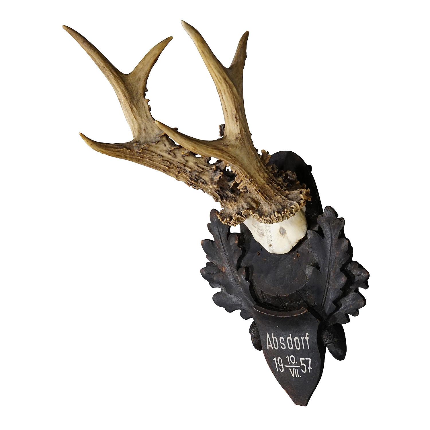 Large Black Forest Roe Deer Trophy on Carved Plaque 1957

A great vintage roe deer (Capreolus capreolus) trophy on a wooden carved plaque. The plaque features a handpainted inscription stating place and date of the hunt. The trophy was shot in 1957.