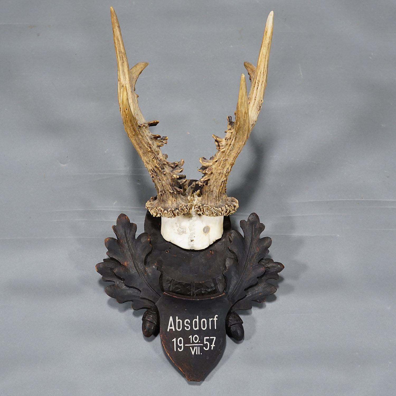 Large Black Forest Roe Deer Trophy on Carved Plaque 1957 In Good Condition For Sale In Berghuelen, DE