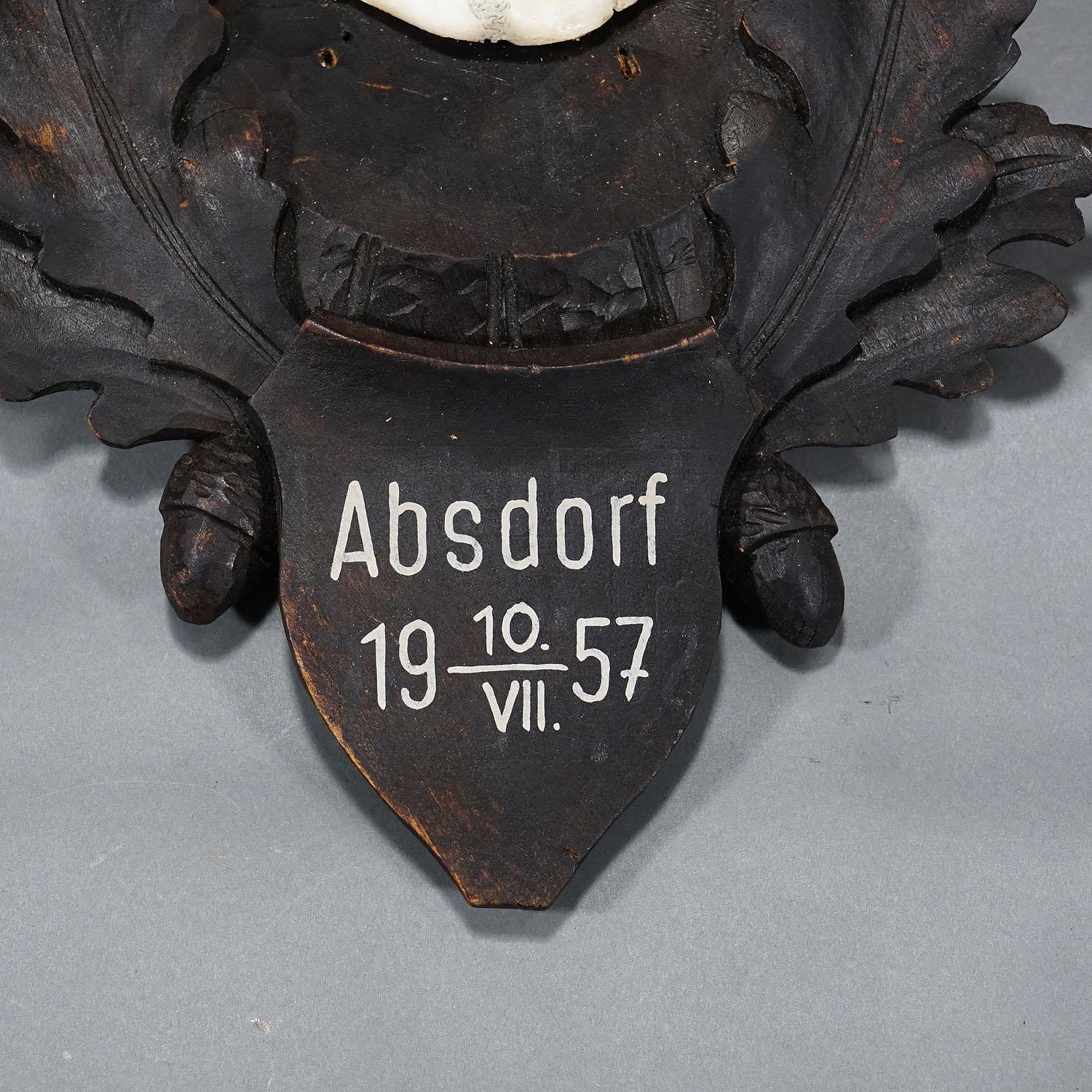 20th Century Large Black Forest Roe Deer Trophy on Carved Plaque 1957 For Sale