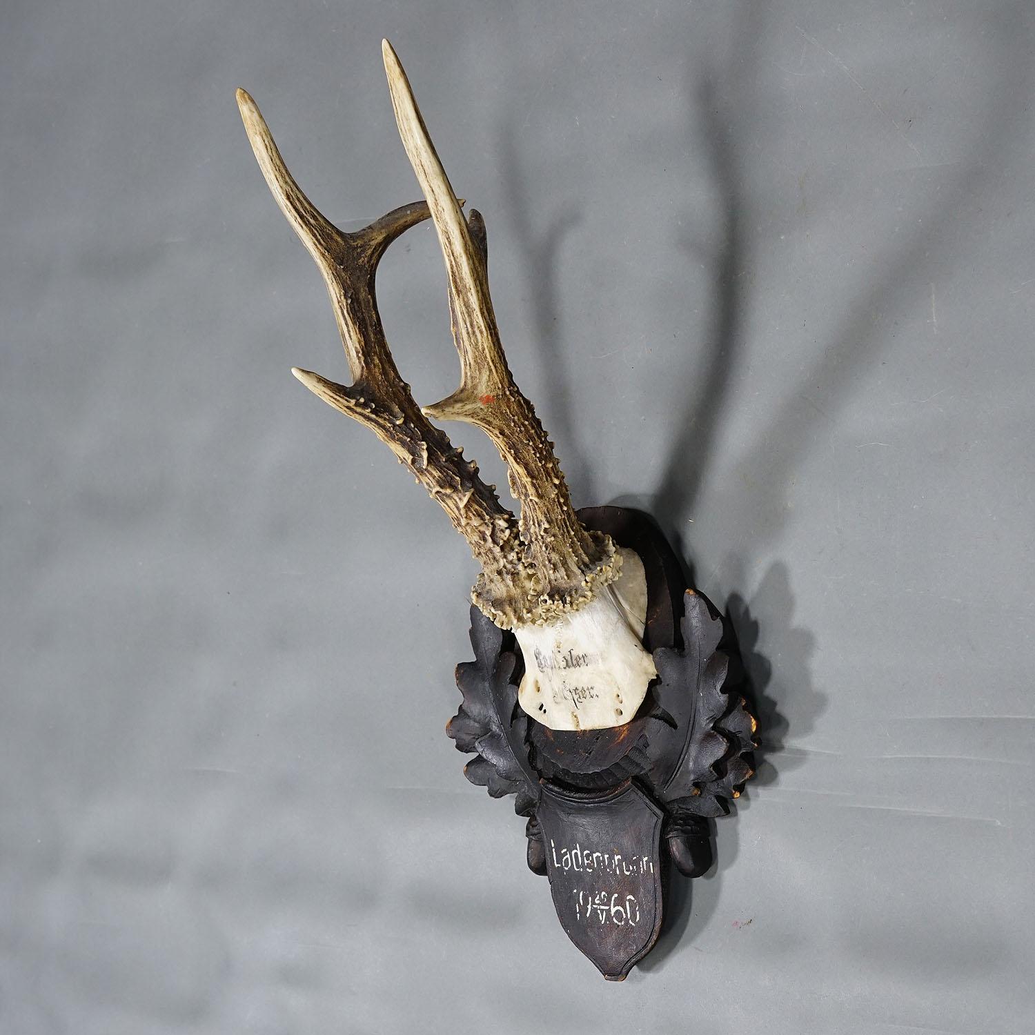 Forêt-Noire Grand trophée de chevreuil de la forêt noire sur plaque sculptée 1960 en vente
