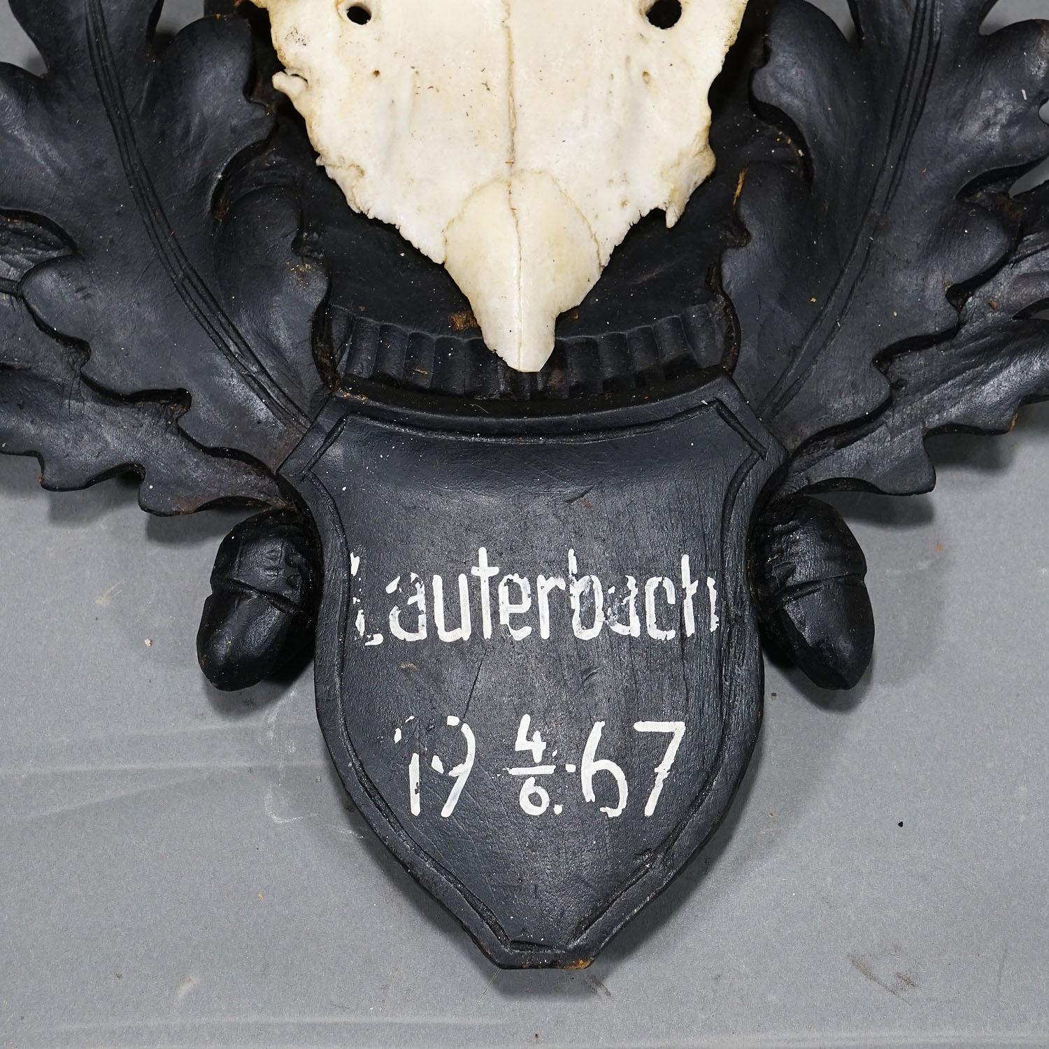 20th Century Large Black Forest Roe Deer Trophy on Carved Plaque 1967 For Sale