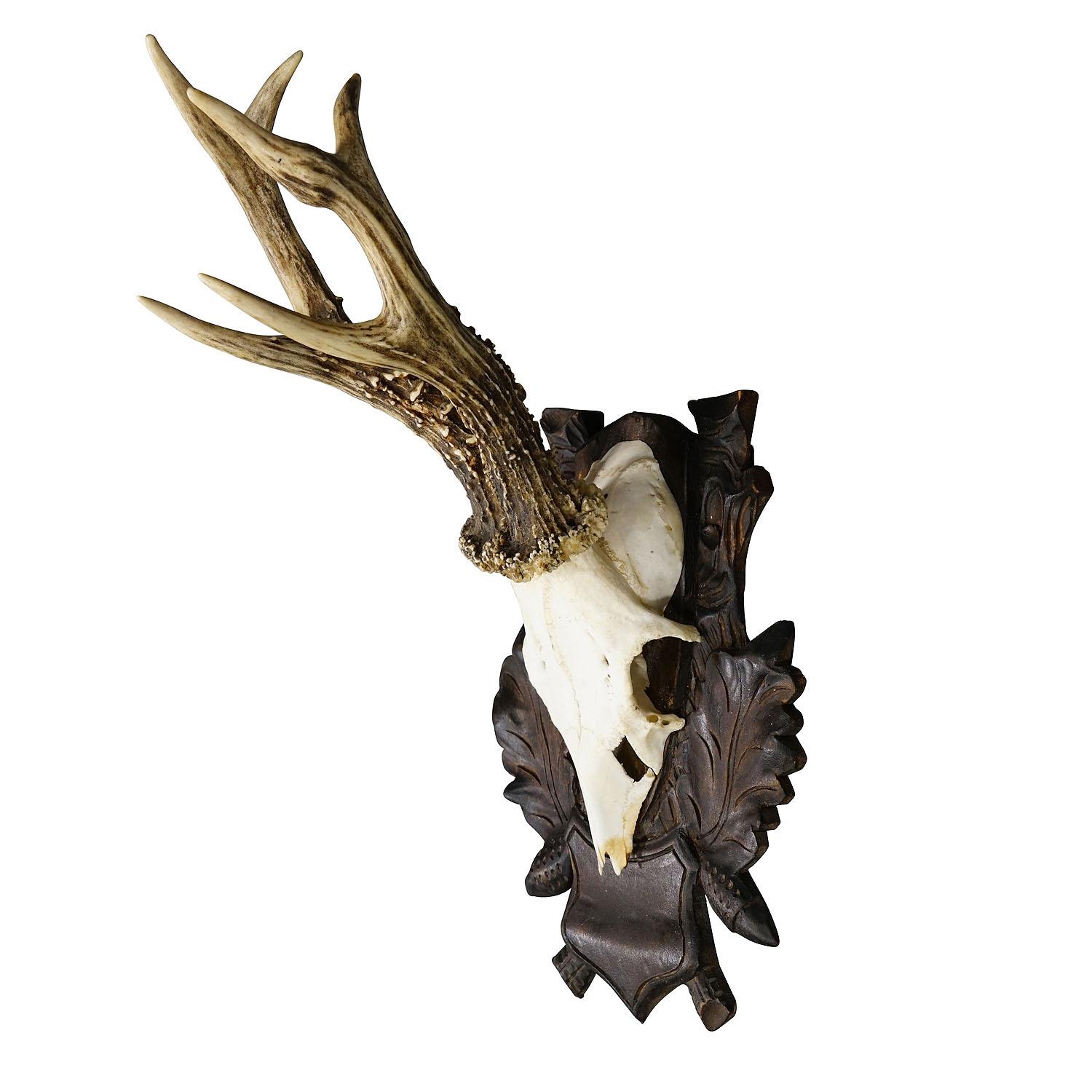 Large Black Forest Roe Deer Trophy on Carved Plaque 1970s

A great vintage roe deer (Capreolus capreolus) trophy on a wooden carved plaque. The trophy was shot in 1975. Good condition.

Trophies are mementos from the hunted game, which are kept by